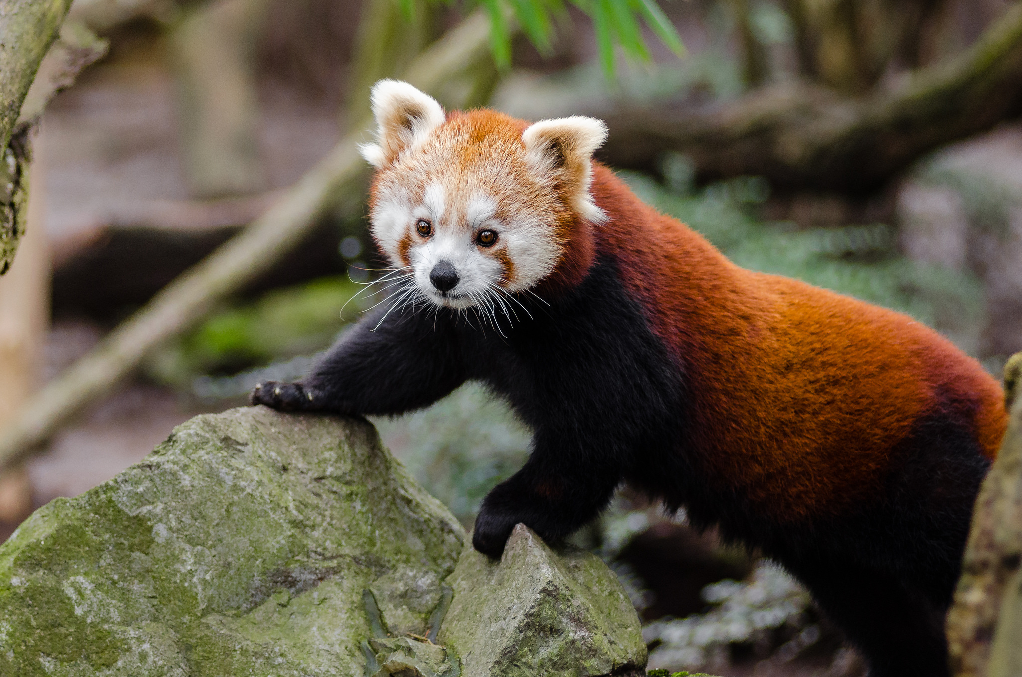 Free download high resolution image - free image free photo free stock image public domain picture -Red Panda