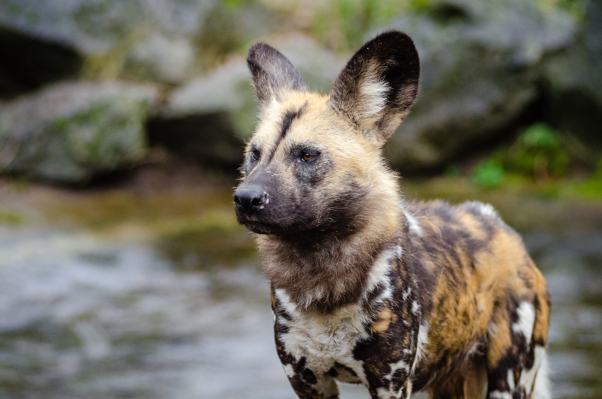 Free download high resolution image - free image free photo free stock image public domain picture -African painted wild dog