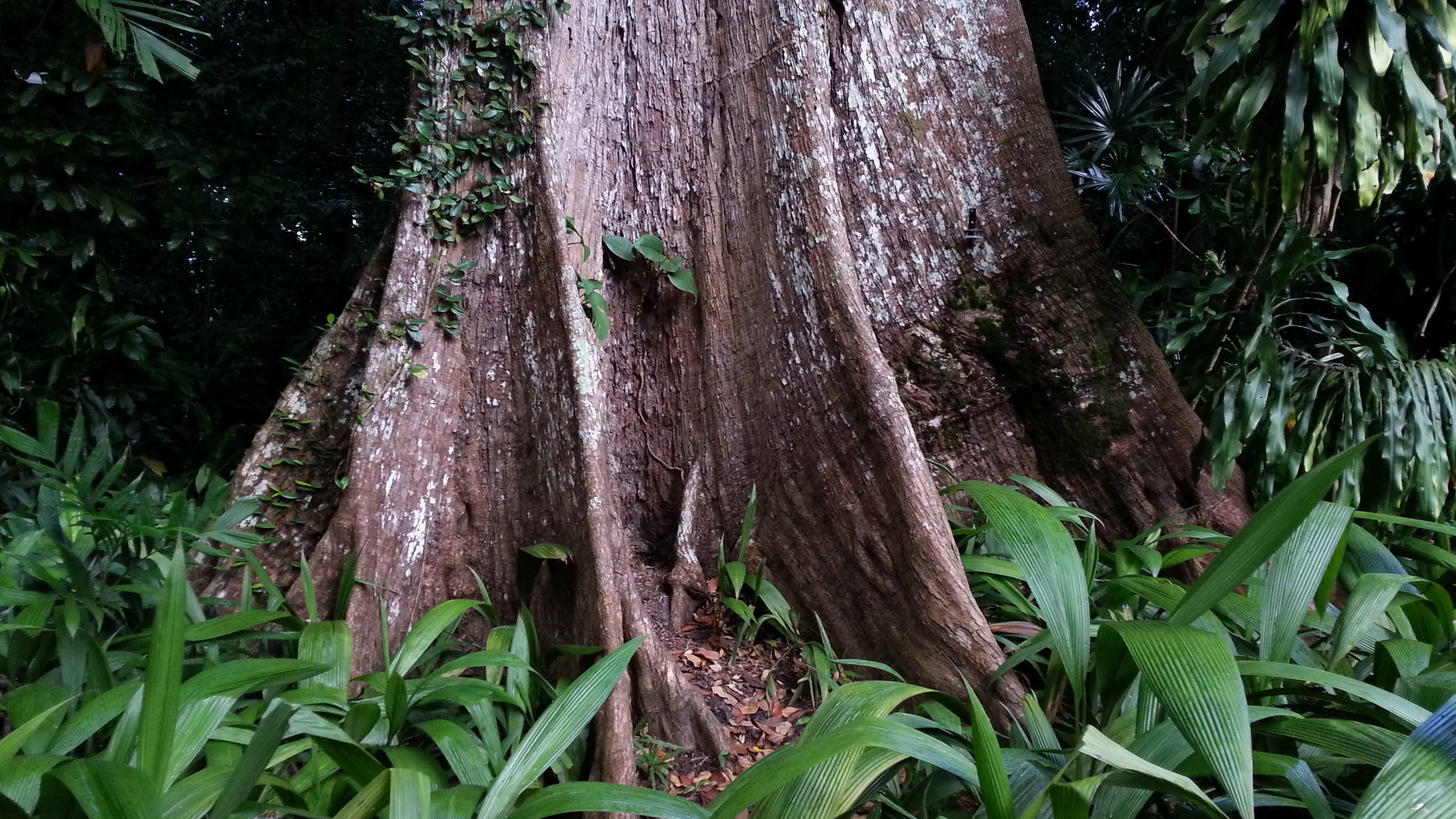 Free download high resolution image - free image free photo free stock image public domain picture -Singapore Botanic Gardens