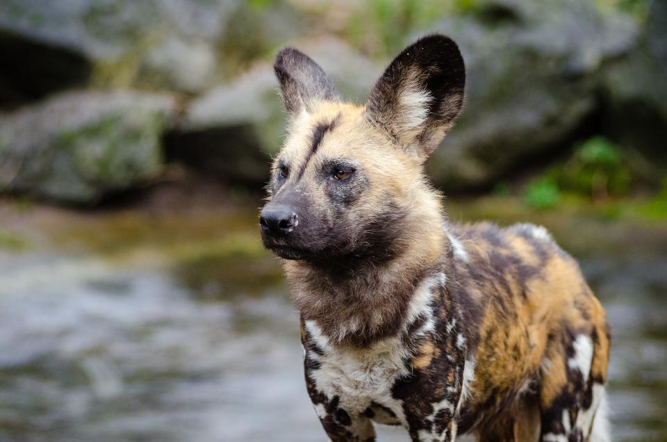 Free download high resolution image - free image free photo free stock image public domain picture  African painted wild dog