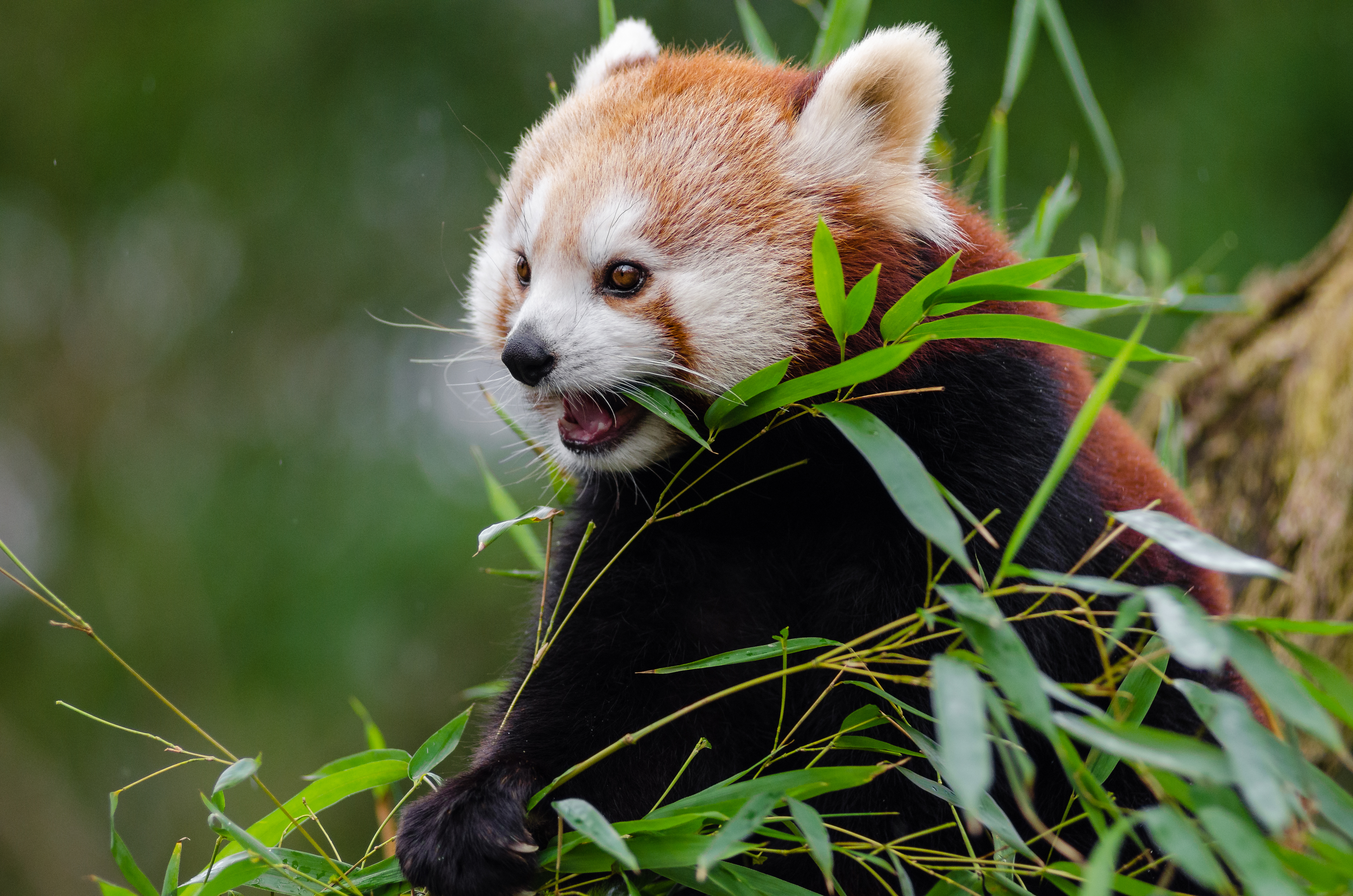 Free download high resolution image - free image free photo free stock image public domain picture -Red Panda