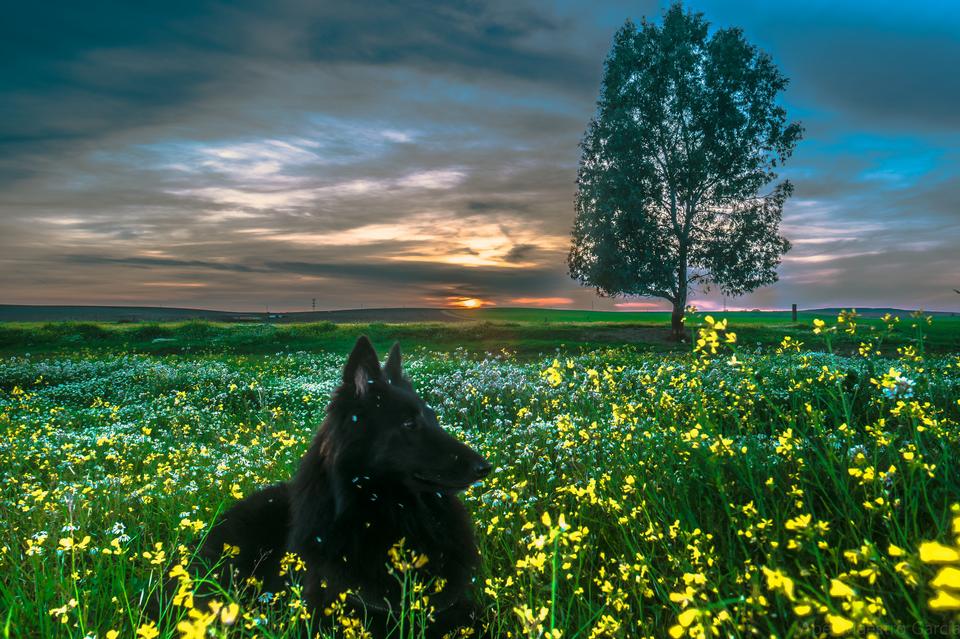 Free download high resolution image - free image free photo free stock image public domain picture  labrador retriever on nature