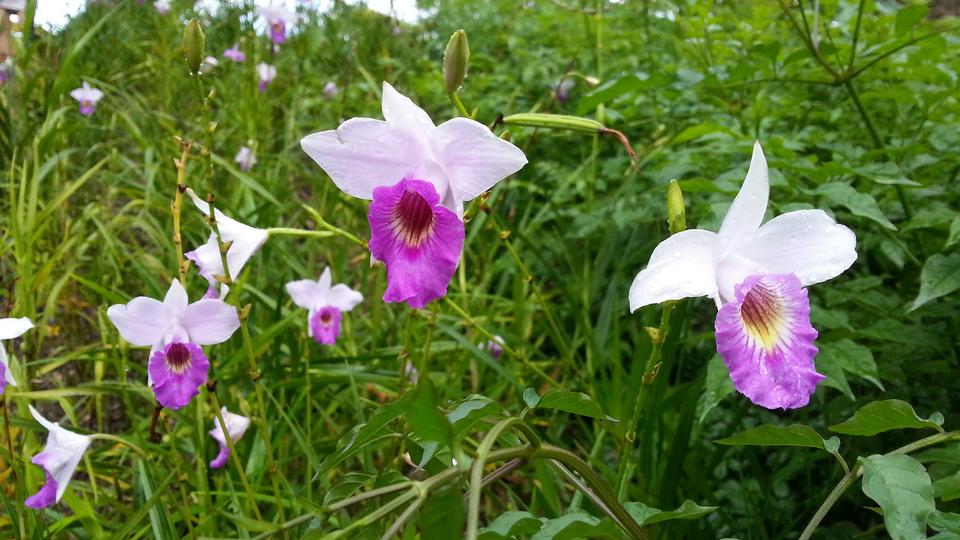 Free download high resolution image - free image free photo free stock image public domain picture  orchids purple