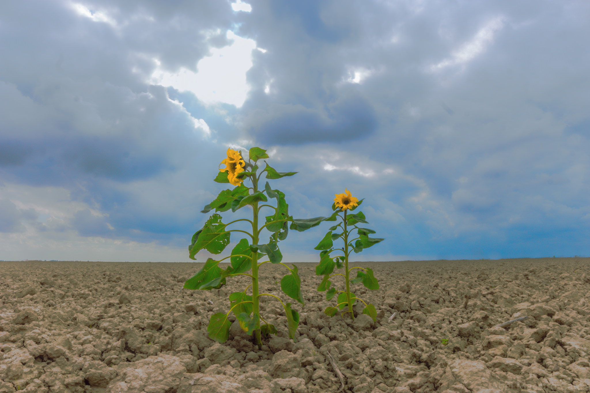 Free download high resolution image - free image free photo free stock image public domain picture -Sunflowers blooming against a bright sky