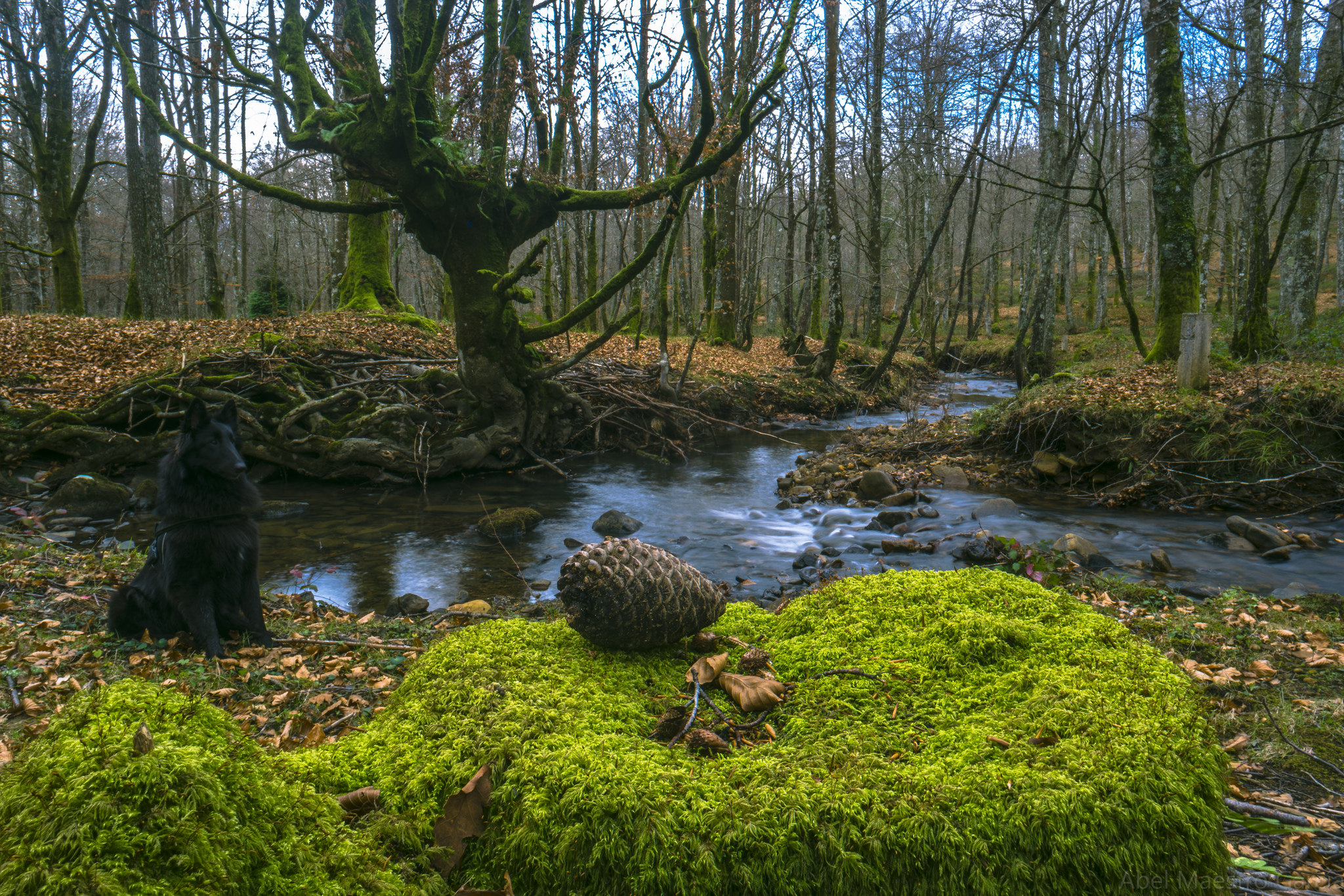 Free download high resolution image - free image free photo free stock image public domain picture -Stream in the tropical forest