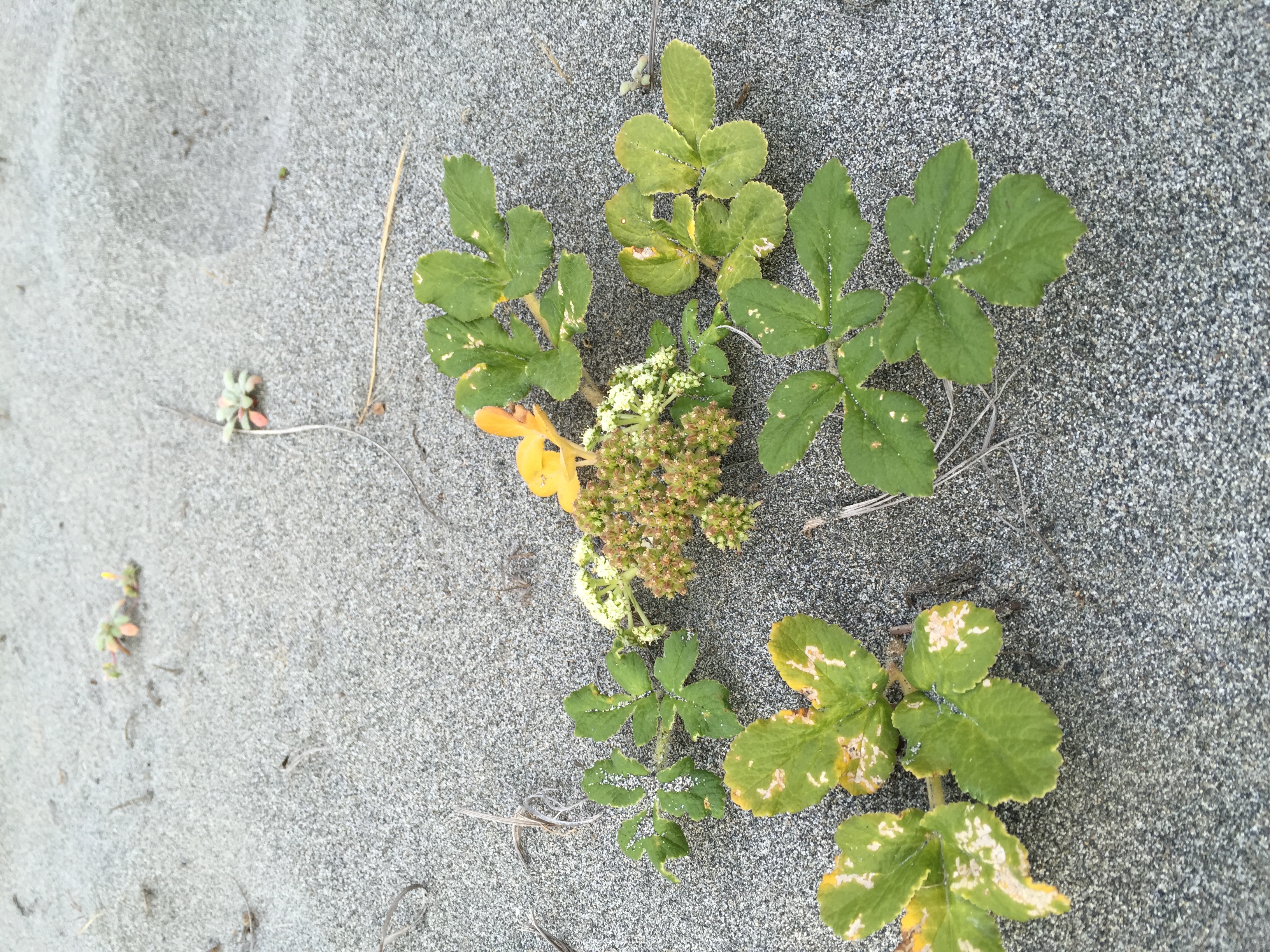 Free download high resolution image - free image free photo free stock image public domain picture -Beach Blooms