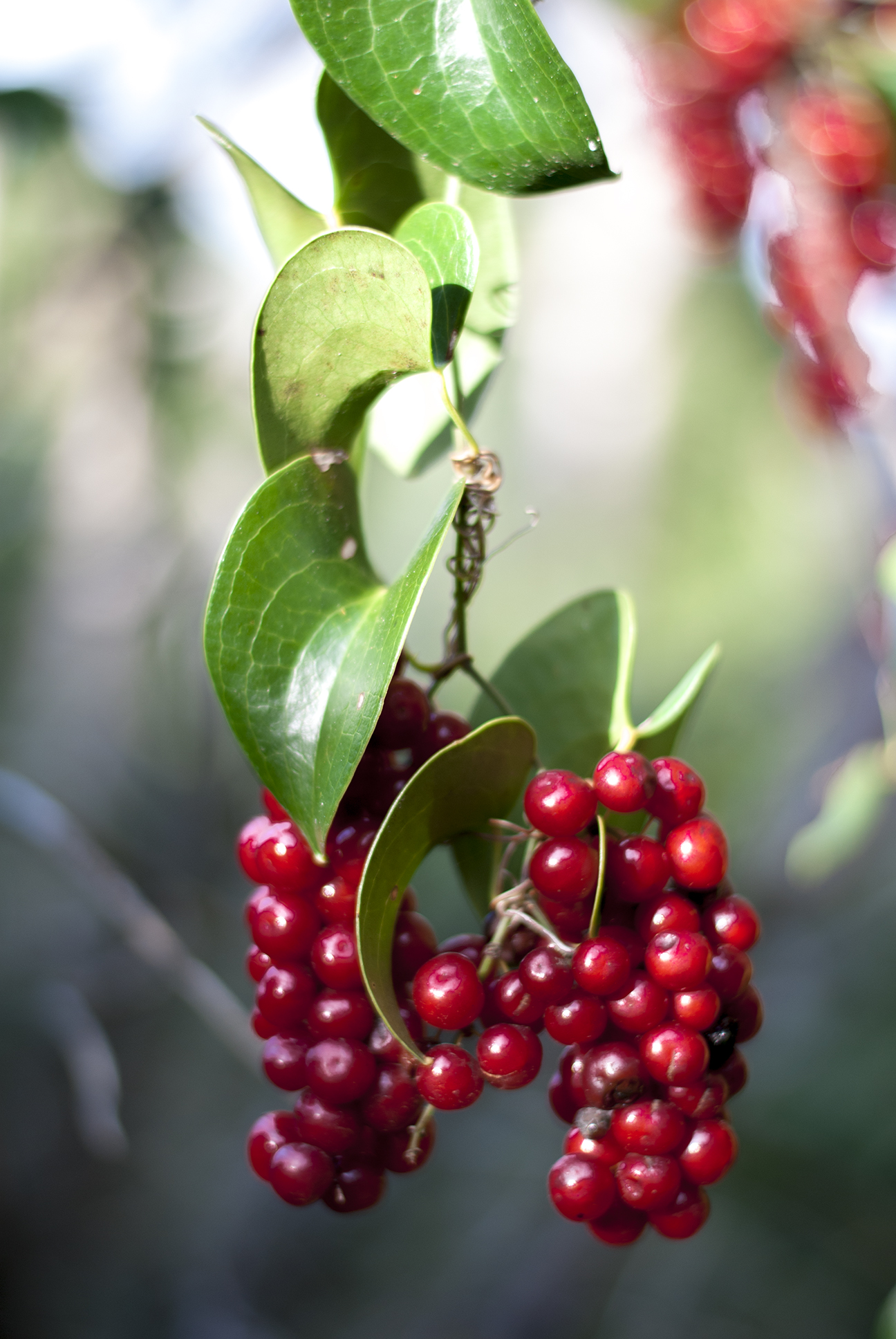 Free download high resolution image - free image free photo free stock image public domain picture -Sweet cherry red berries on a tree branch close up