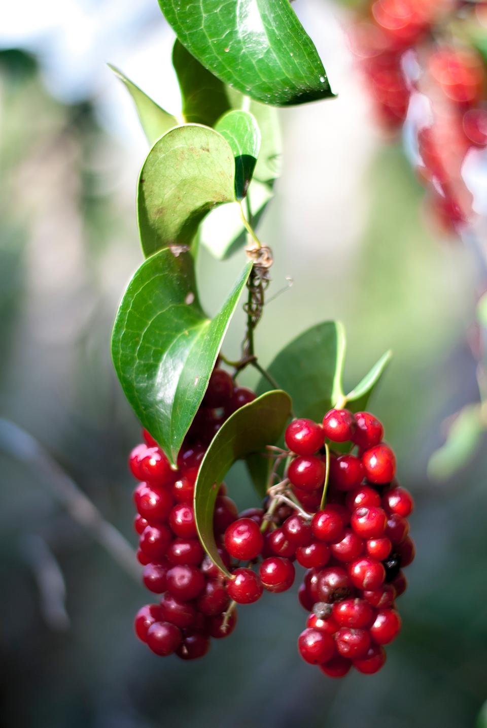 Free download high resolution image - free image free photo free stock image public domain picture  Sweet cherry red berries on a tree branch close up