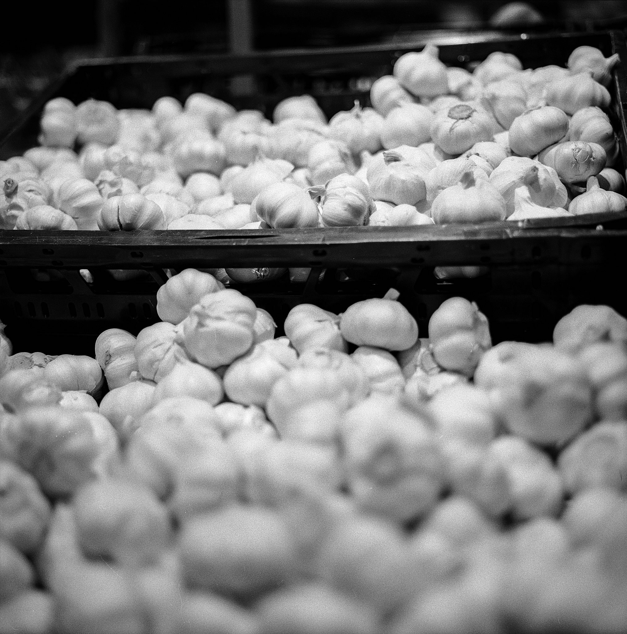 Free download high resolution image - free image free photo free stock image public domain picture -Common Garlic, Allium ,Garlic