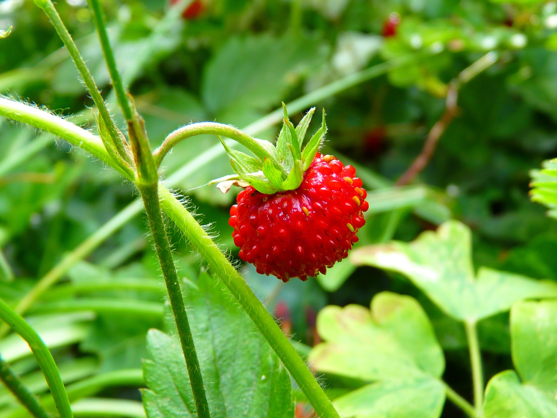 Free download high resolution image - free image free photo free stock image public domain picture -Close up shot strawberry with planting strawberry