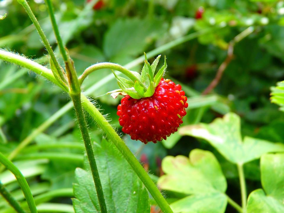 Free download high resolution image - free image free photo free stock image public domain picture  Close up shot strawberry with planting strawberry