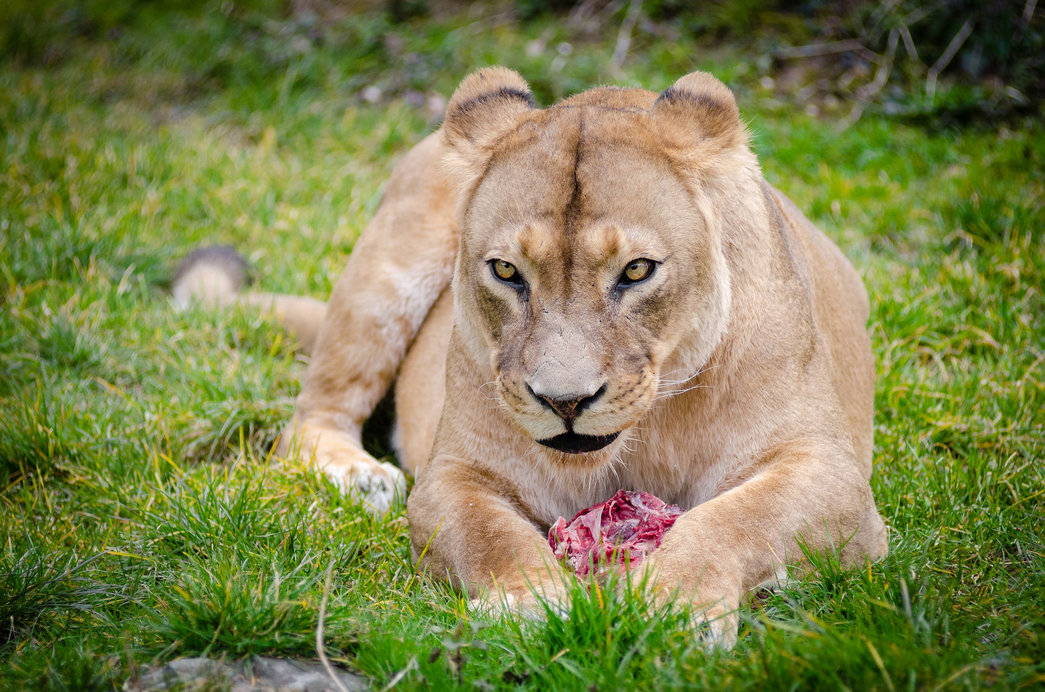 Free download high resolution image - free image free photo free stock image public domain picture -Lion in captivity being fed raw meat