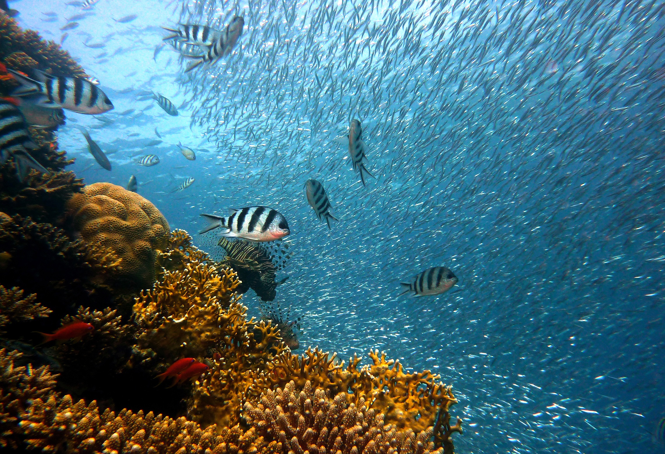 Free download high resolution image - free image free photo free stock image public domain picture -Fishes under sea