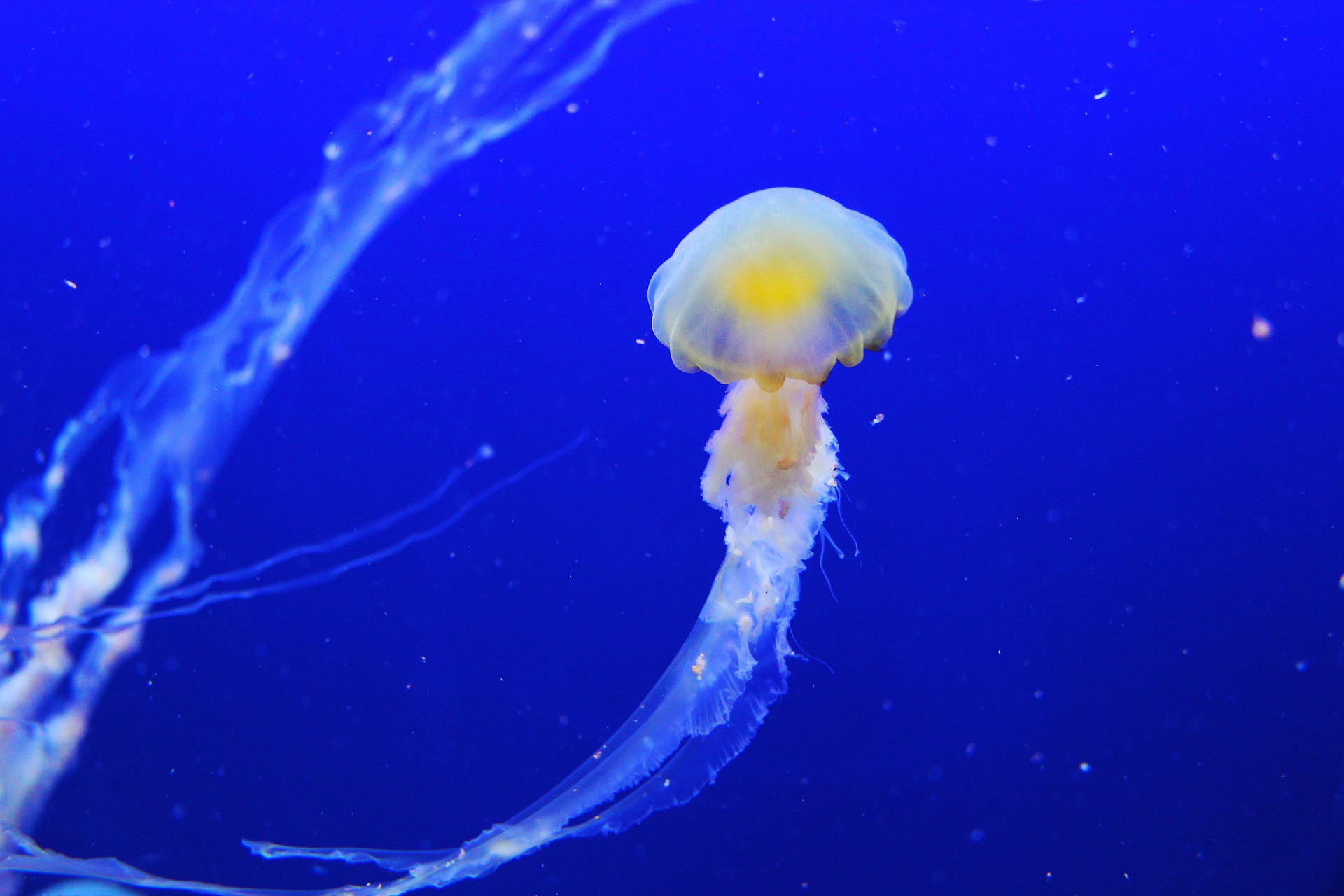 Free download high resolution image - free image free photo free stock image public domain picture -Color Ocean Water Jellyfish