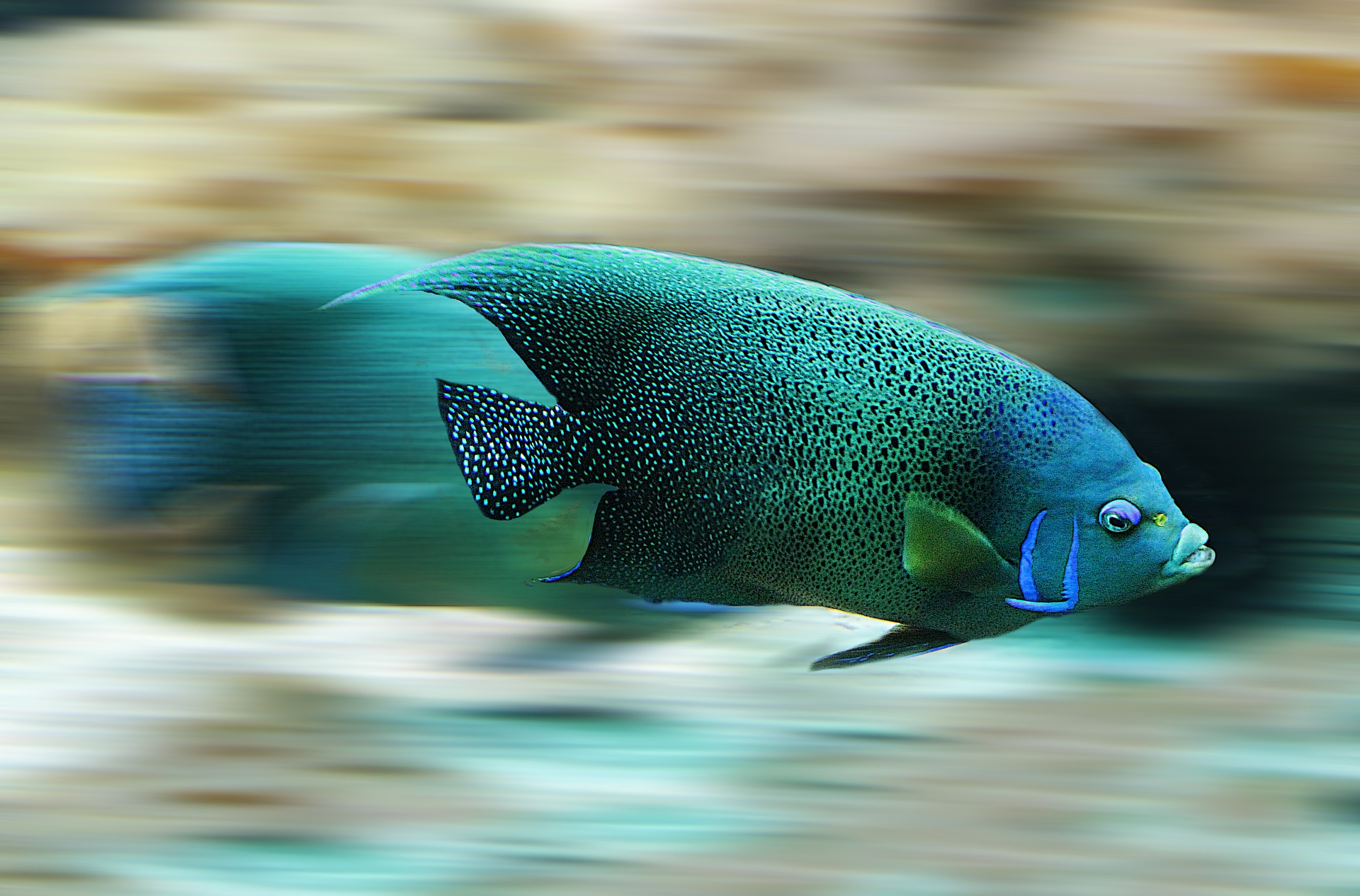 Free download high resolution image - free image free photo free stock image public domain picture -beautiful underwater and a pair of fishes