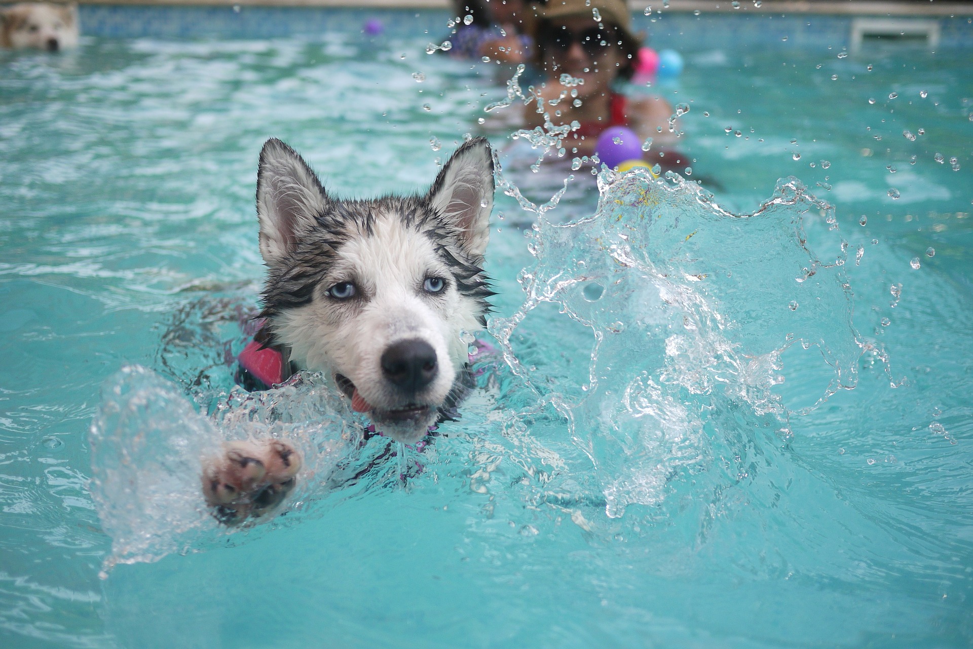 Free download high resolution image - free image free photo free stock image public domain picture -purebred three english cocker swimming in a swimming pool