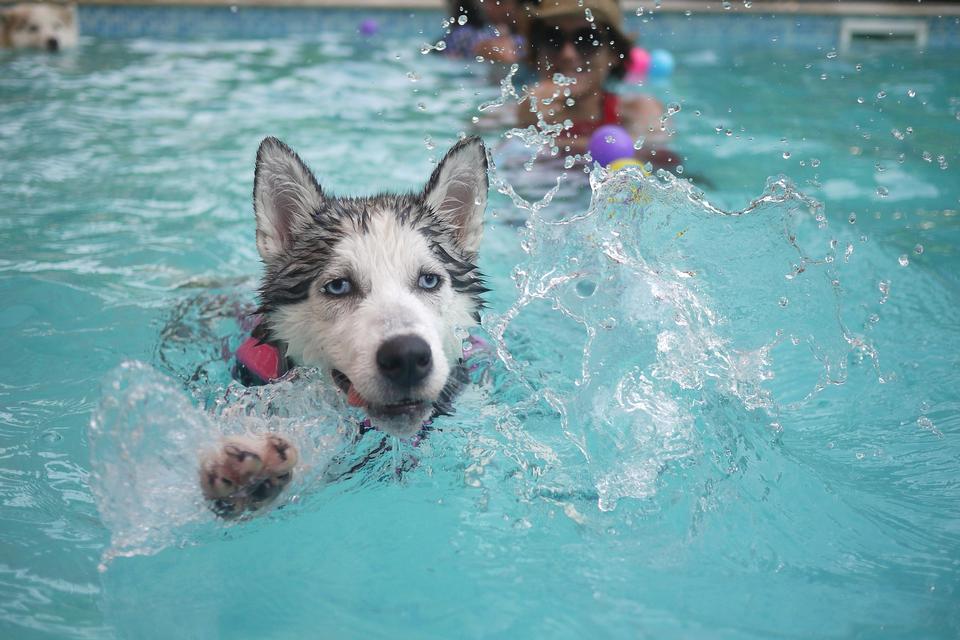 Free download high resolution image - free image free photo free stock image public domain picture  purebred three english cocker swimming in a swimming pool