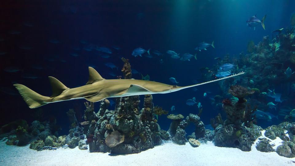 Free download high resolution image - free image free photo free stock image public domain picture  Shark swims by the camera