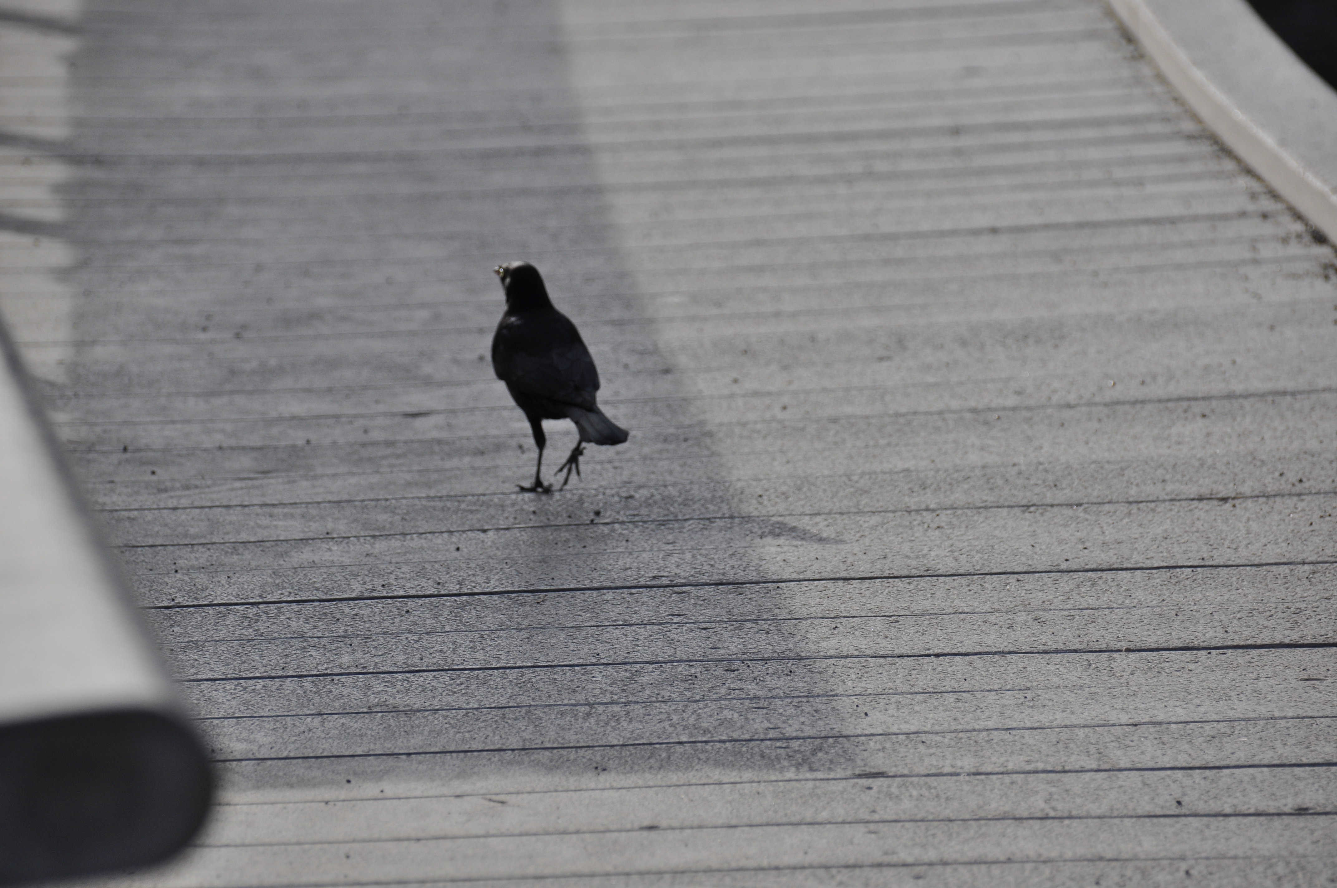 Free download high resolution image - free image free photo free stock image public domain picture -Raven, Corvus corax, single bird on snow, Yellowstone