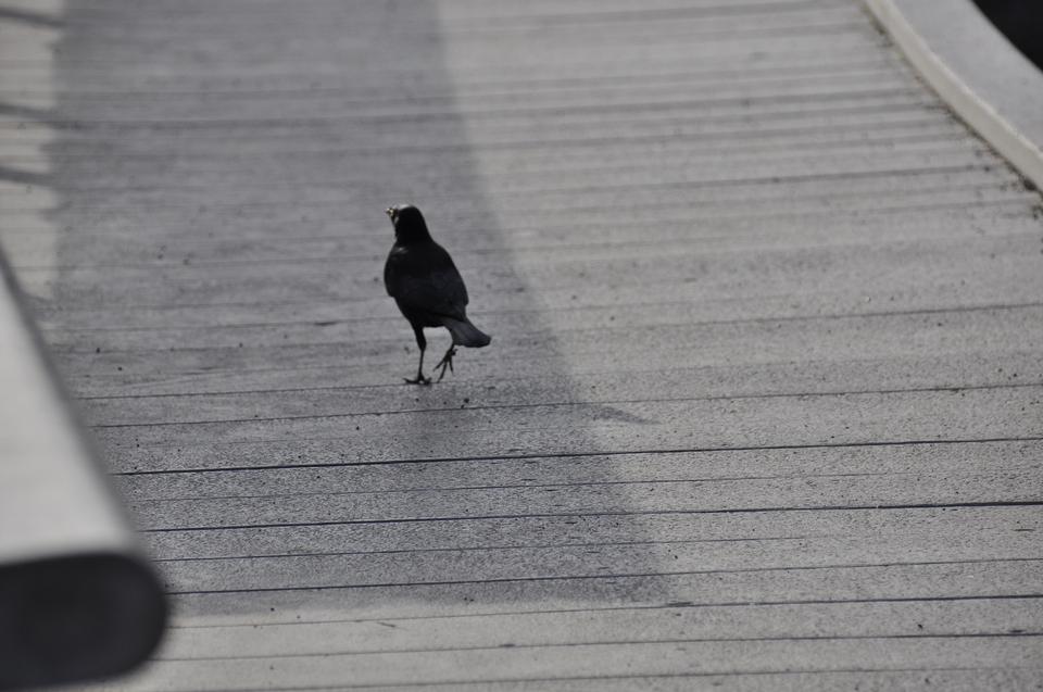 Free download high resolution image - free image free photo free stock image public domain picture  Raven, Corvus corax, single bird on snow, Yellowstone