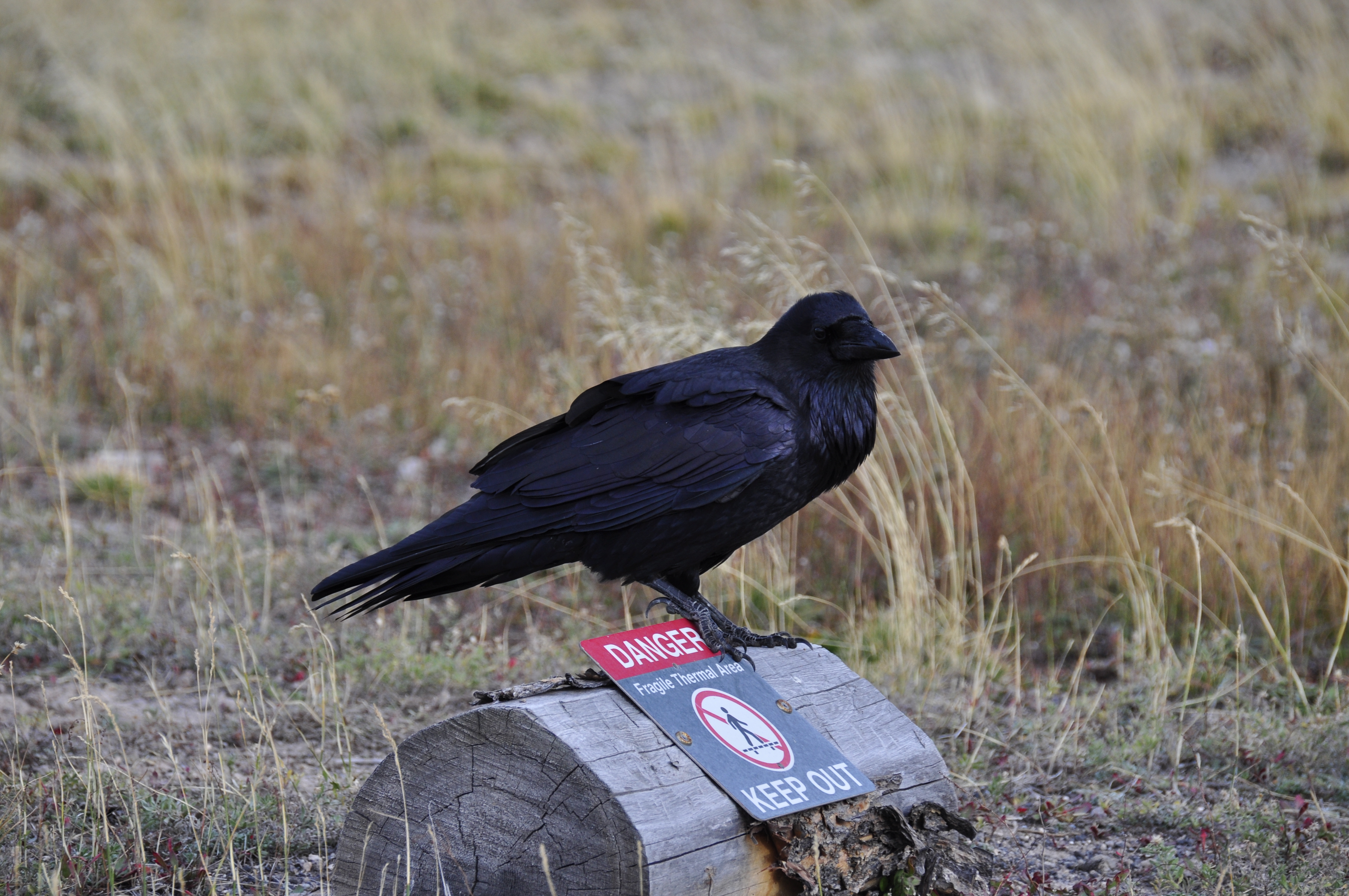 Free download high resolution image - free image free photo free stock image public domain picture -Raven, Corvus corax, single bird on snow, Yellowstone