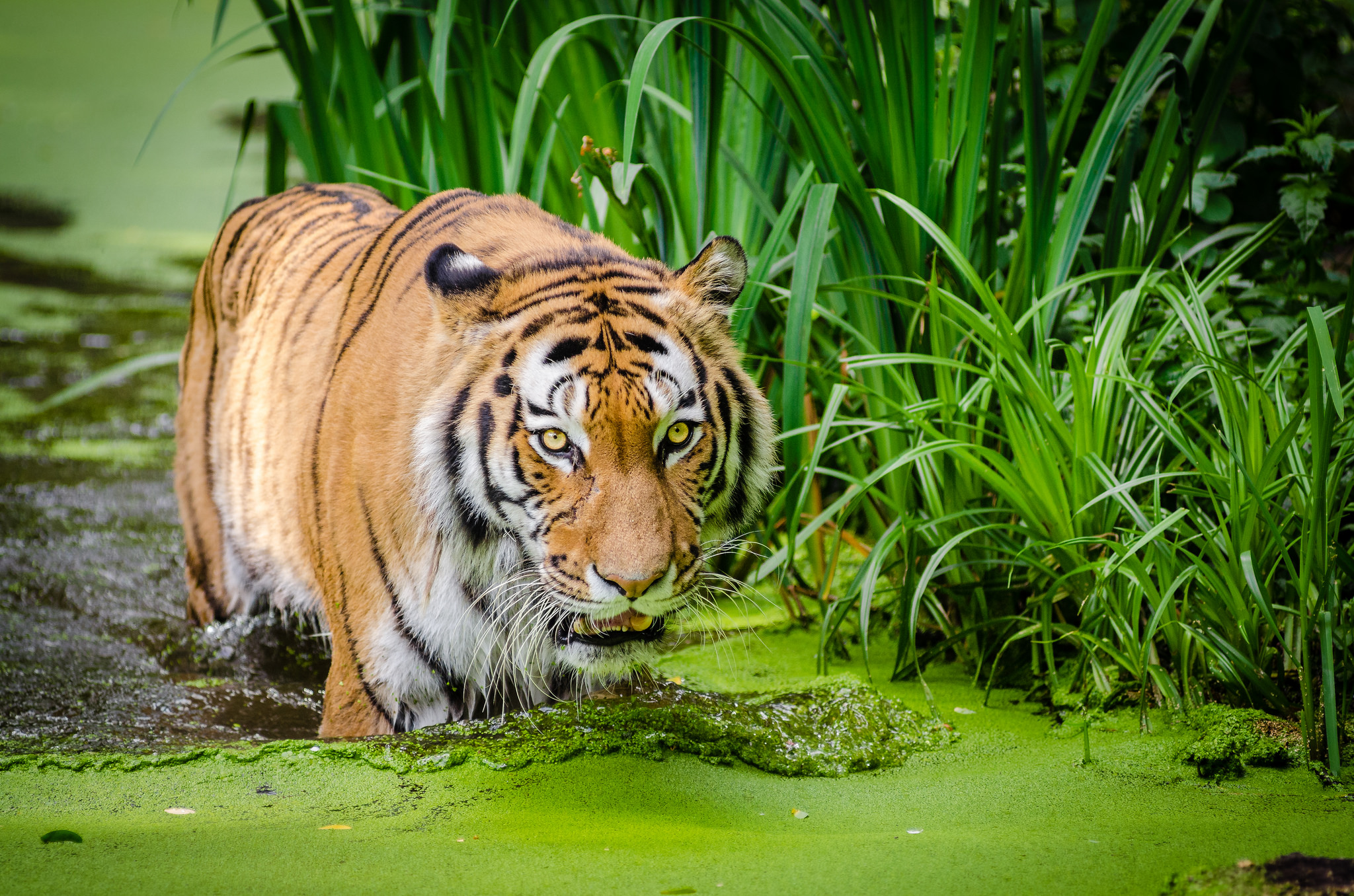 Free download high resolution image - free image free photo free stock image public domain picture -backlit siberian tiger portrait