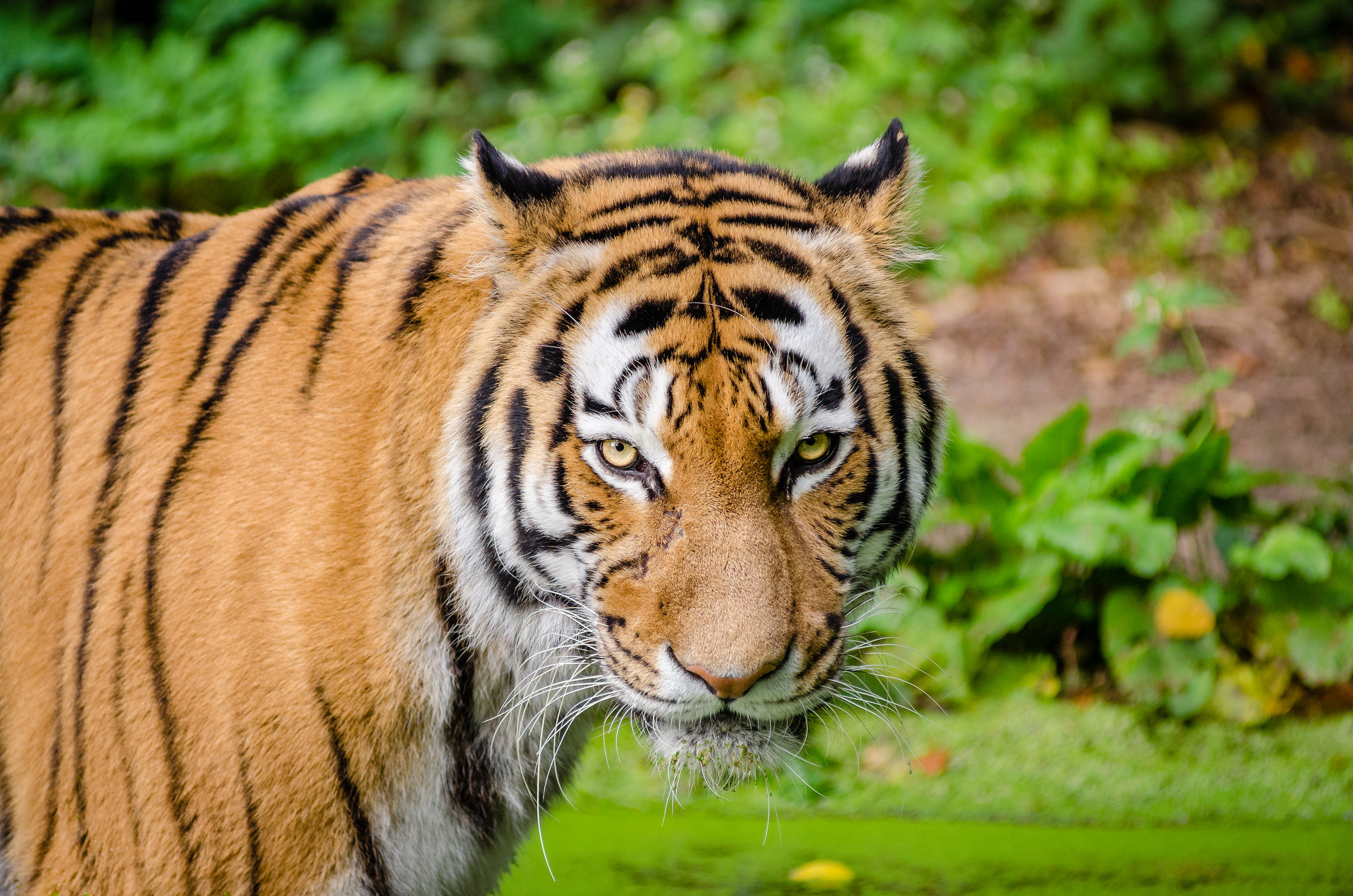 Free download high resolution image - free image free photo free stock image public domain picture -Crouching young siberian tiger