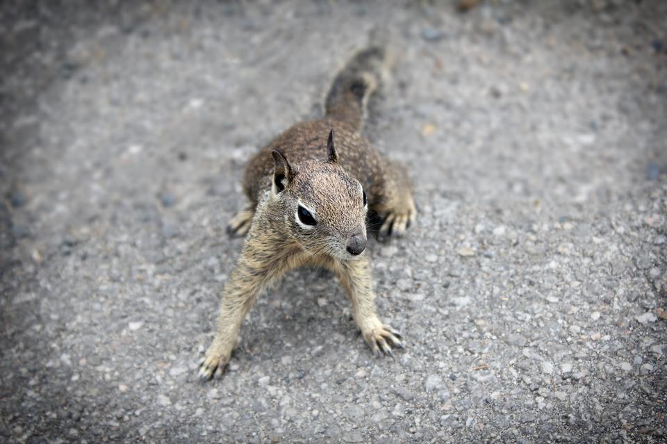 Free download high resolution image - free image free photo free stock image public domain picture  Grey Squirrel