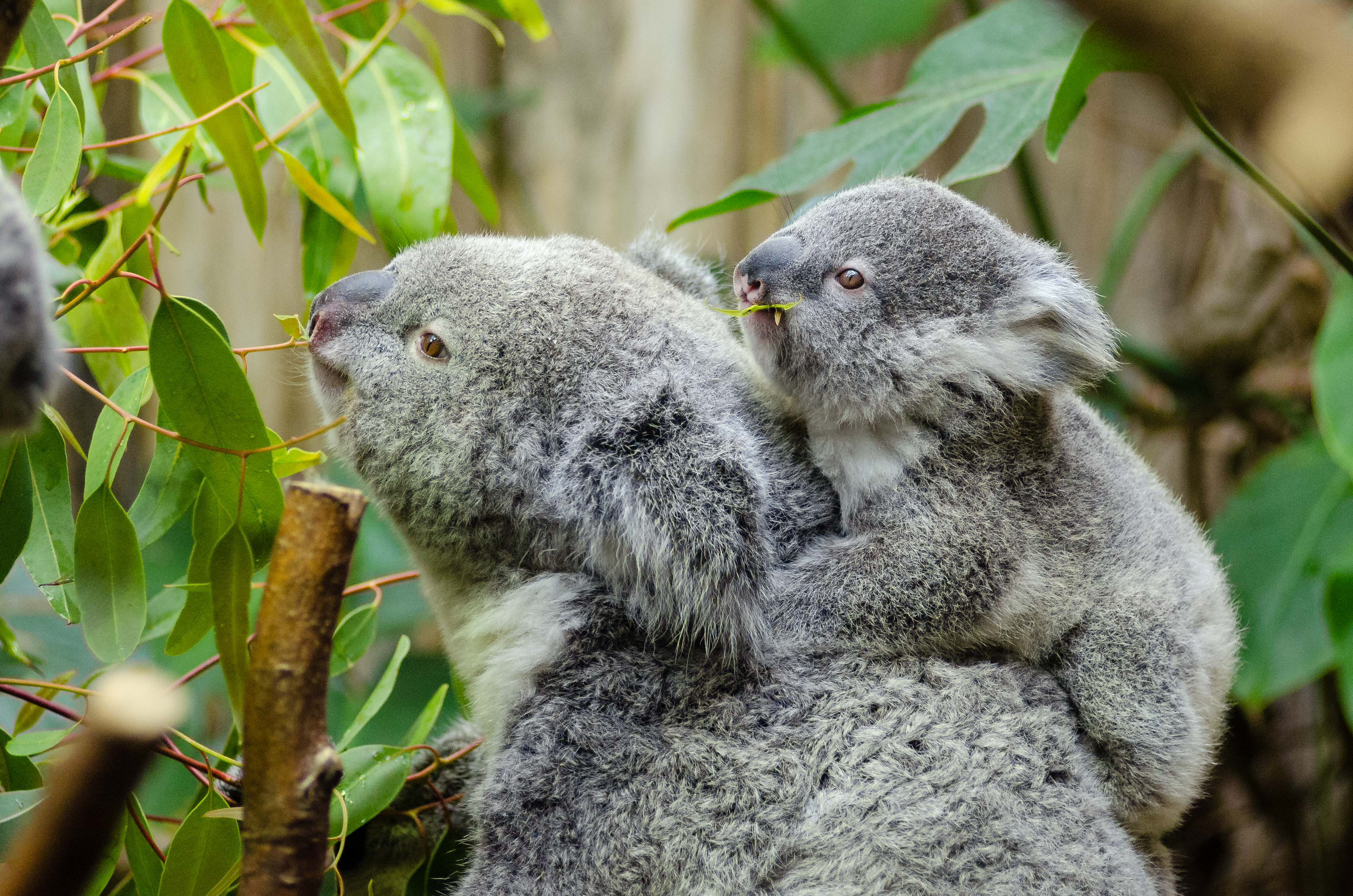 Free download high resolution image - free image free photo free stock image public domain picture -koala bear