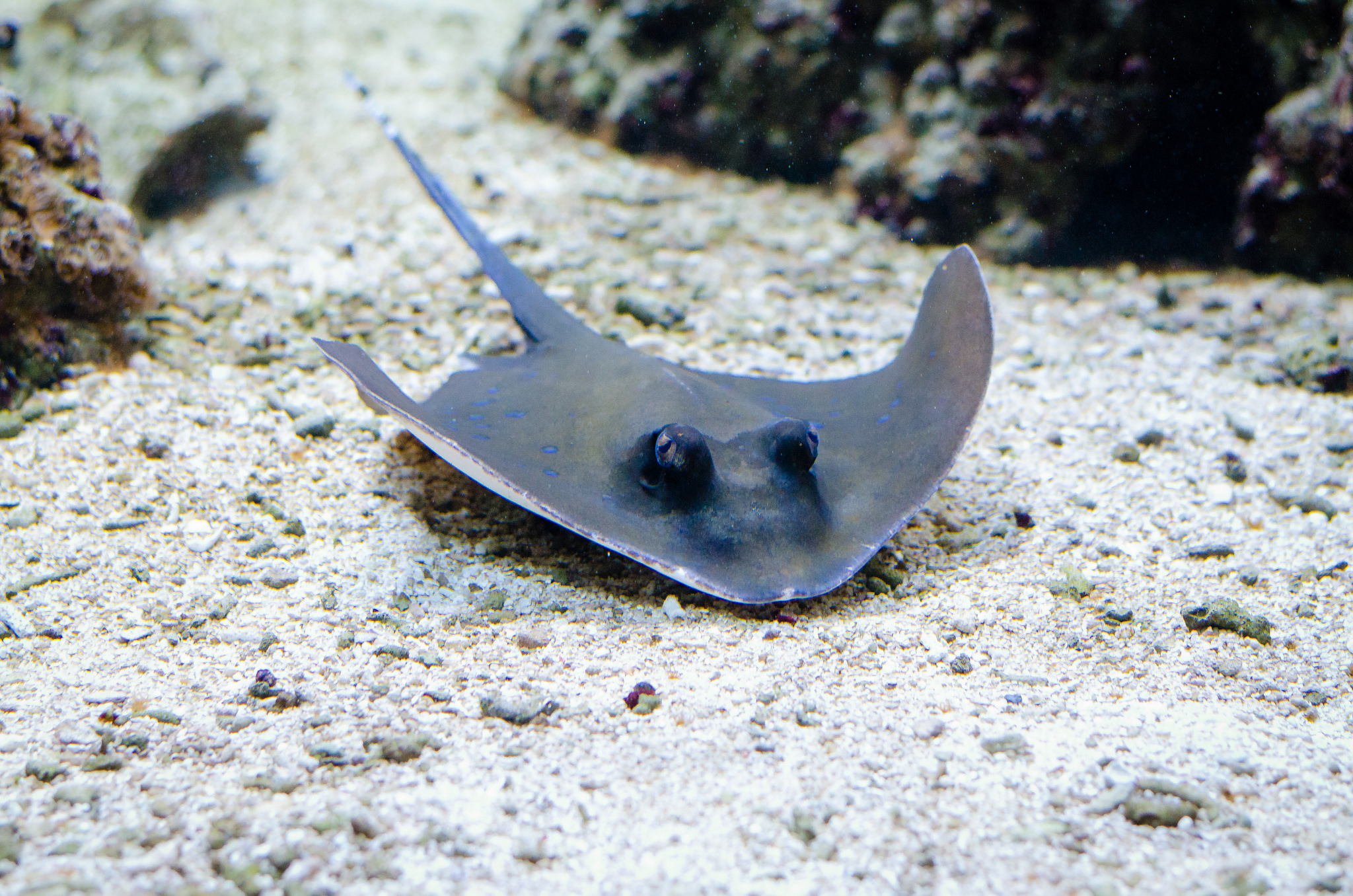 Free download high resolution image - free image free photo free stock image public domain picture -stingray sting ray on sandy seabed