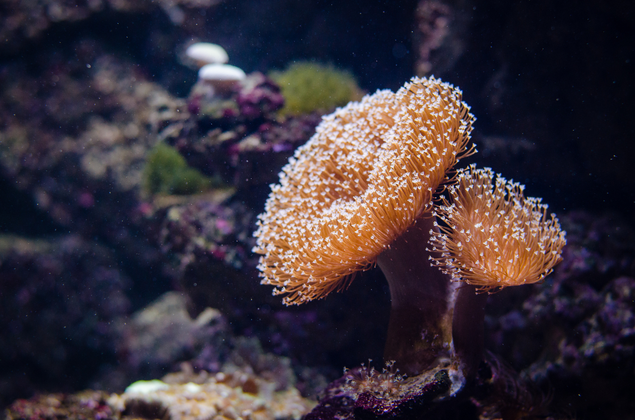 Free download high resolution image - free image free photo free stock image public domain picture -colorful coral reef