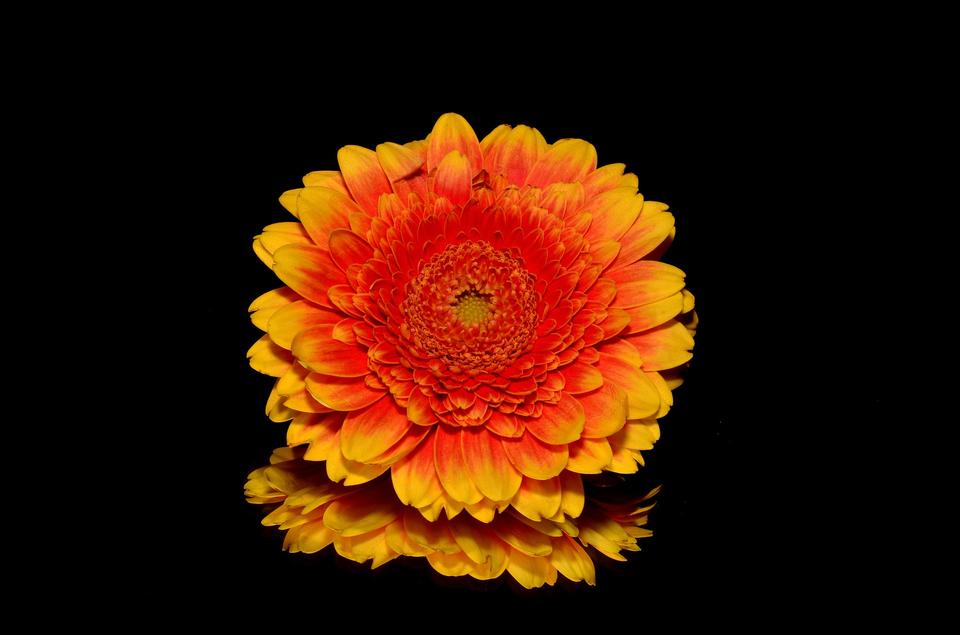 Free download high resolution image - free image free photo free stock image public domain picture  A orange gerbera flowers on black background