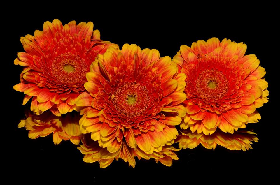 Free download high resolution image - free image free photo free stock image public domain picture  Three orange gerbera flowers on black background