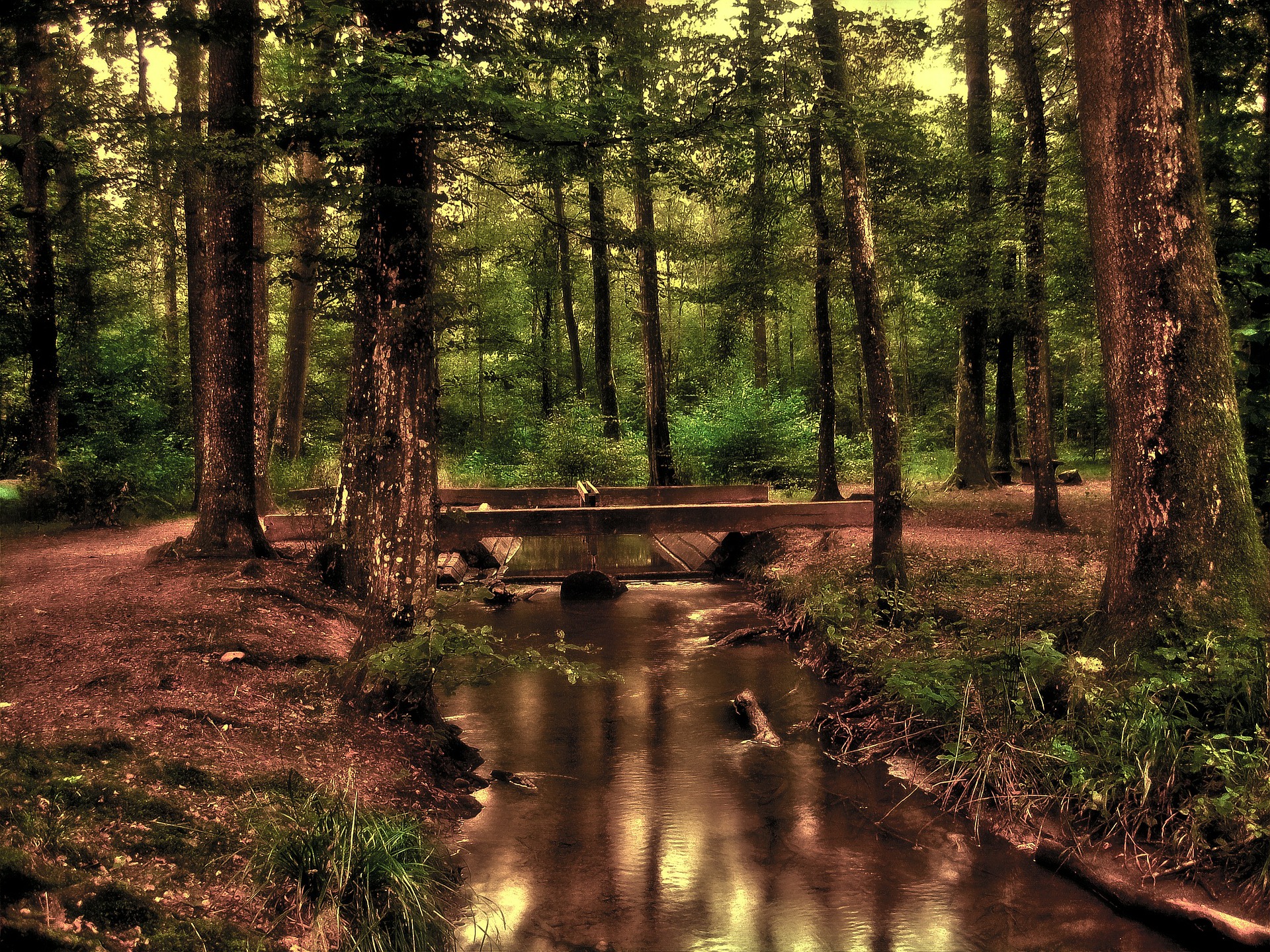 Free download high resolution image - free image free photo free stock image public domain picture -Lighting Tree Trail