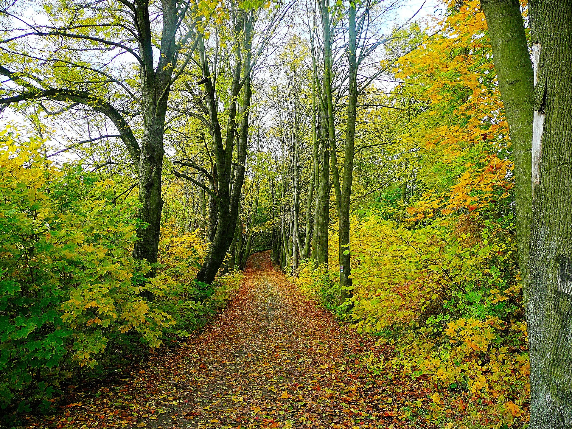 Free download high resolution image - free image free photo free stock image public domain picture -Path on the outskirts of the forest in fall