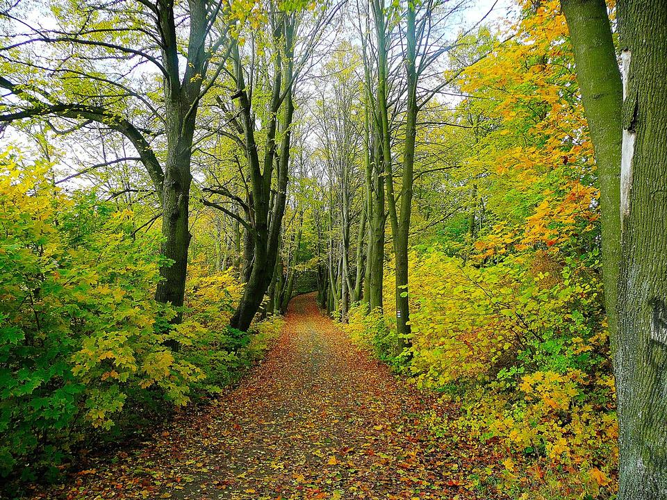 Free download high resolution image - free image free photo free stock image public domain picture  Path on the outskirts of the forest in fall