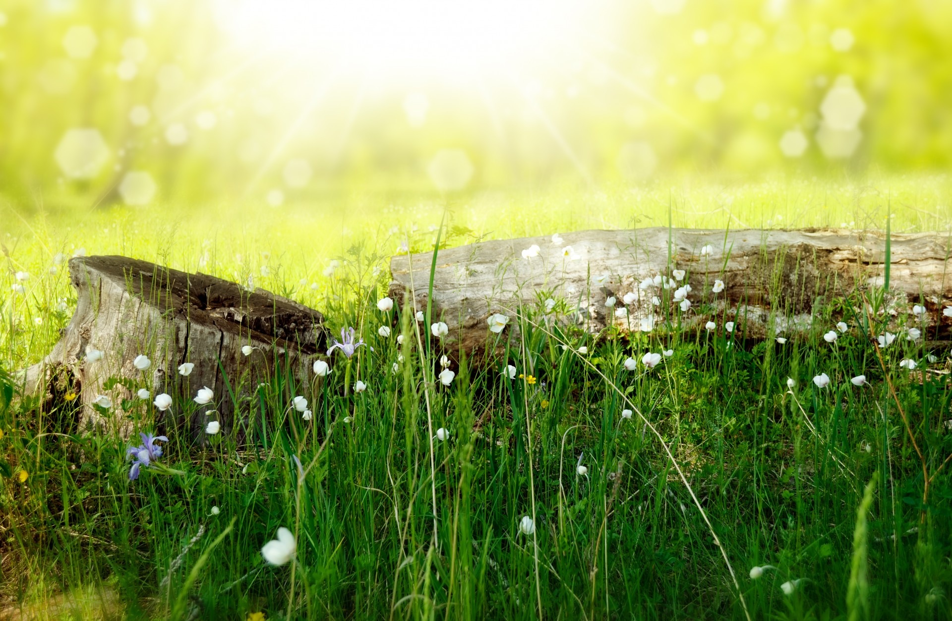 Free download high resolution image - free image free photo free stock image public domain picture -image from outdoor background series (wood and grass)