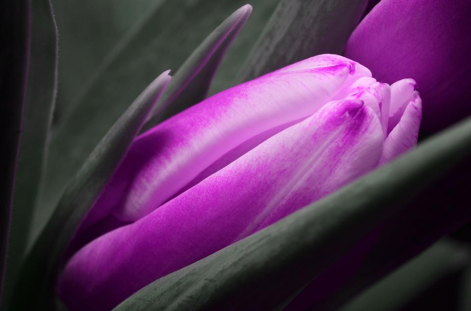 Free download high resolution image - free image free photo free stock image public domain picture  Purple tulip wrap leaves