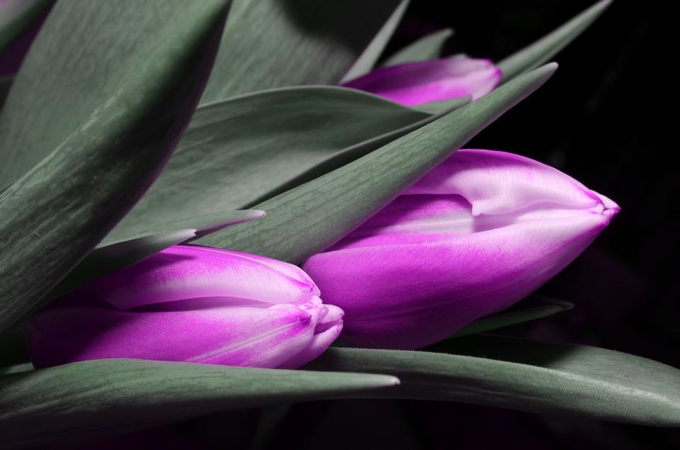 Free download high resolution image - free image free photo free stock image public domain picture  purple tulip, selective focus