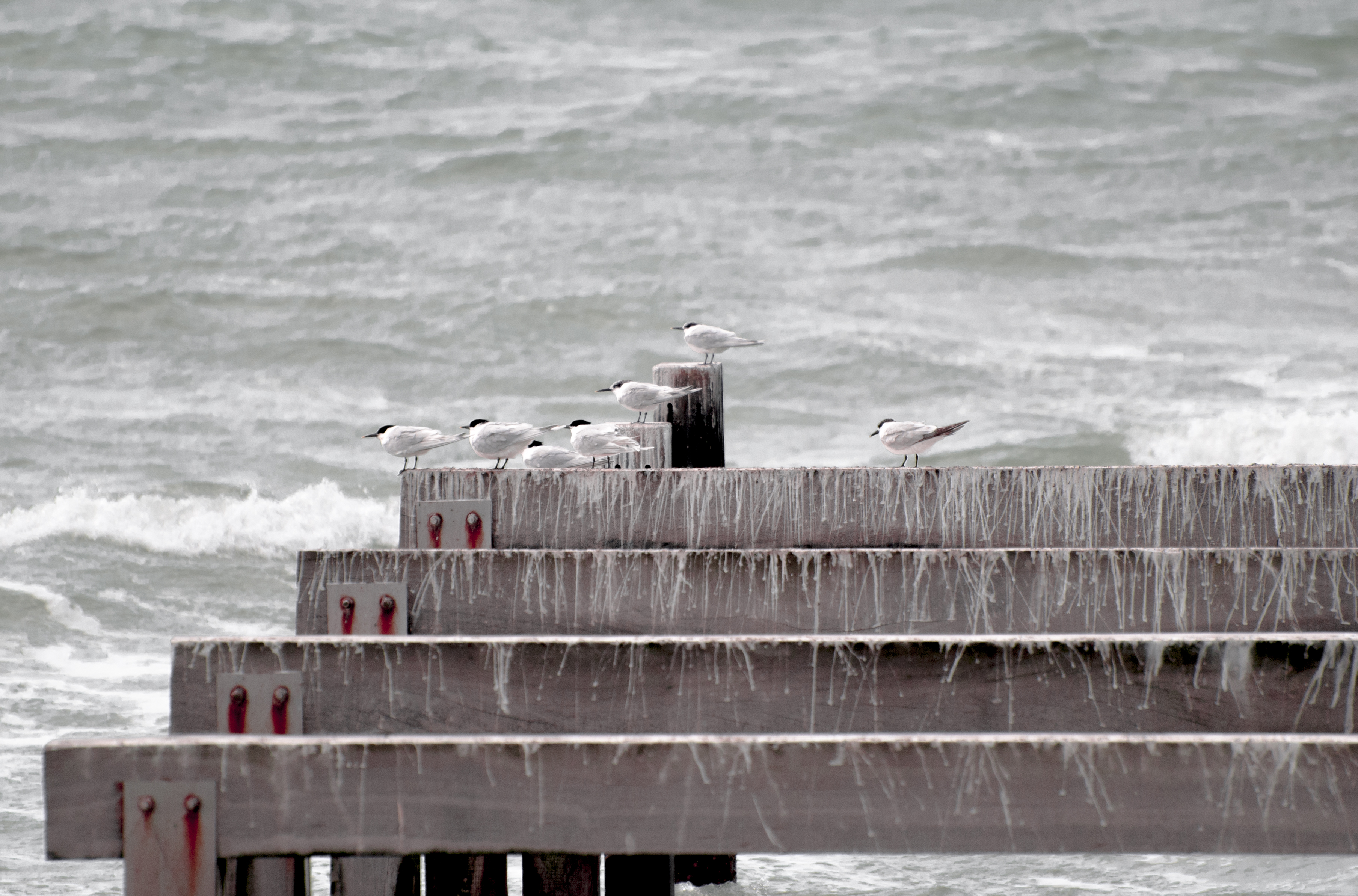 Free download high resolution image - free image free photo free stock image public domain picture -seagulls rests on a dock