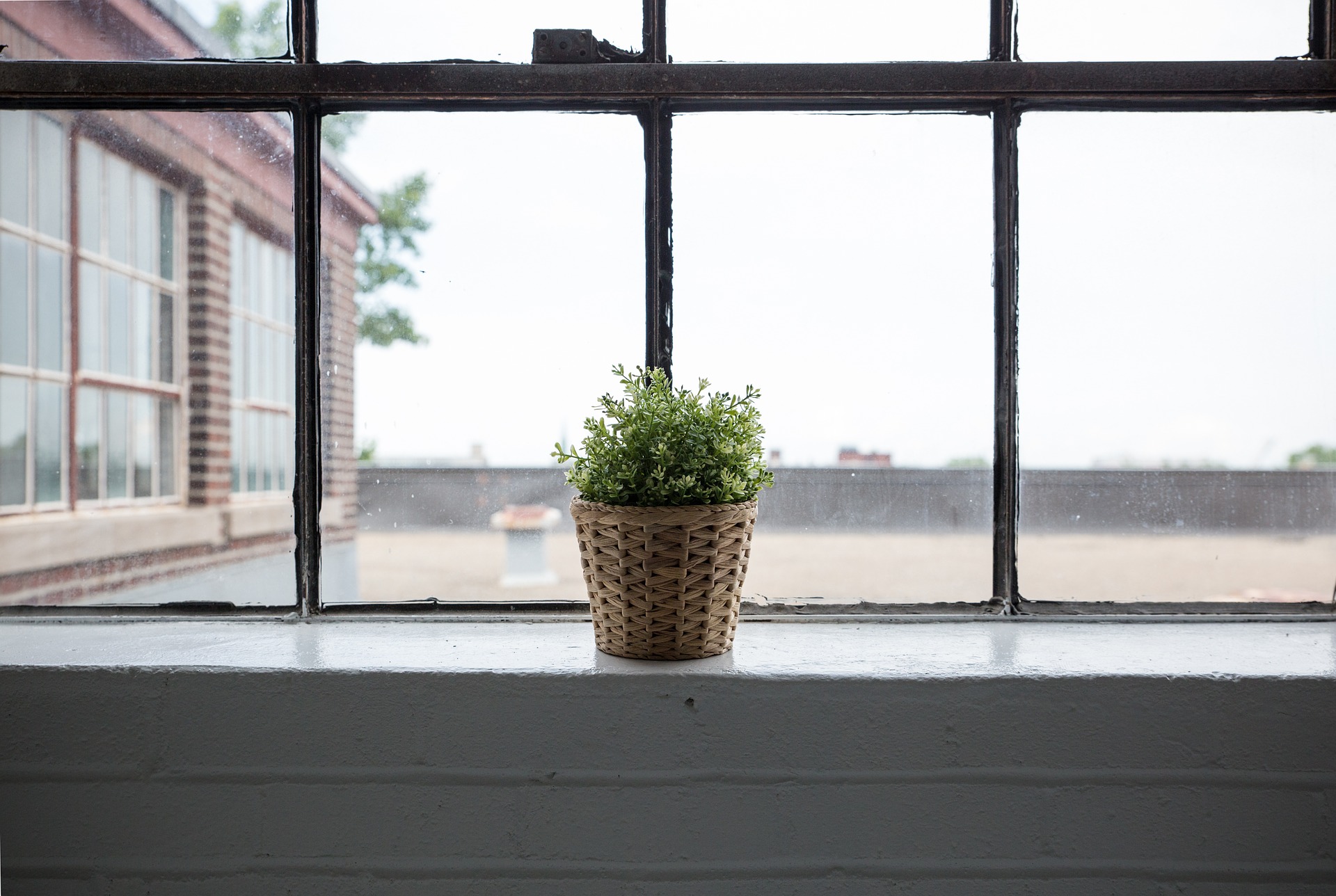 Free download high resolution image - free image free photo free stock image public domain picture -Fresh leaves in a green flower pot in front of a window.