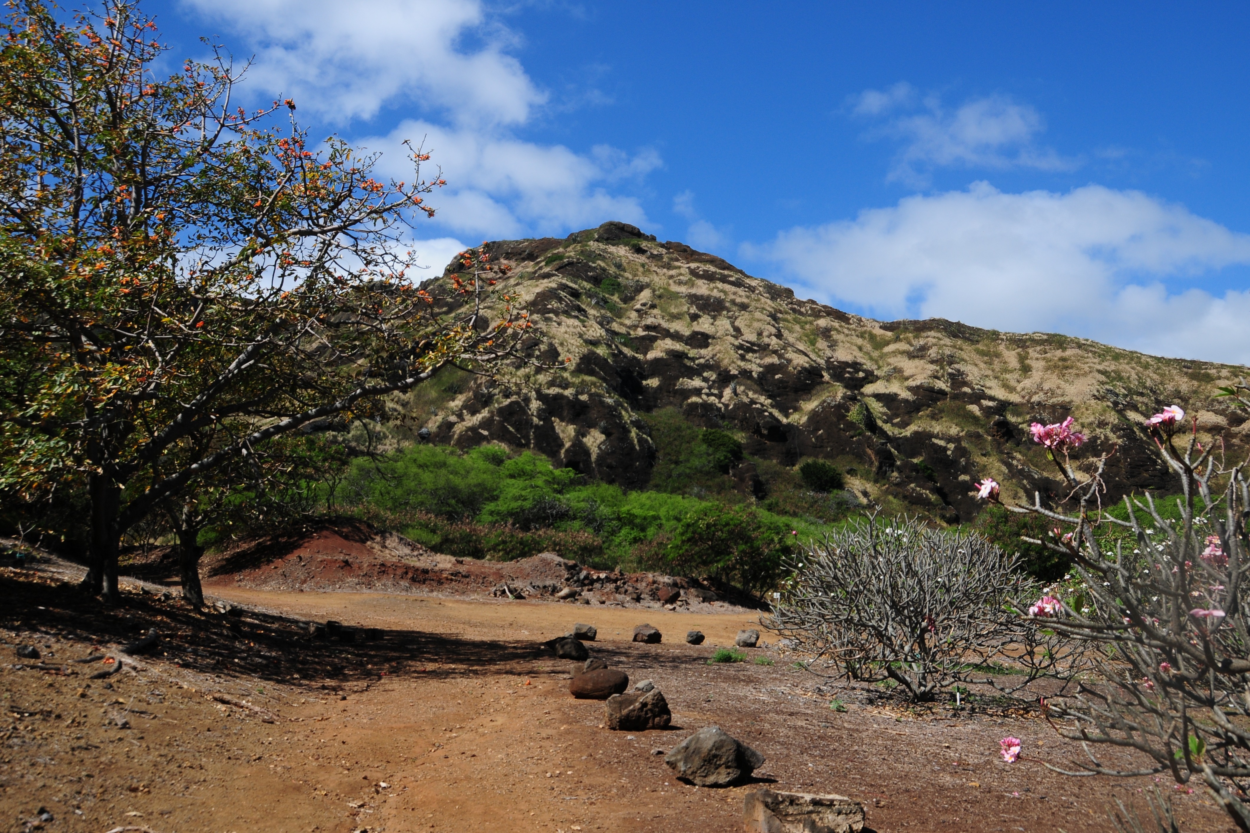 Free download high resolution image - free image free photo free stock image public domain picture -cactus trees inside the crater of Koko Head