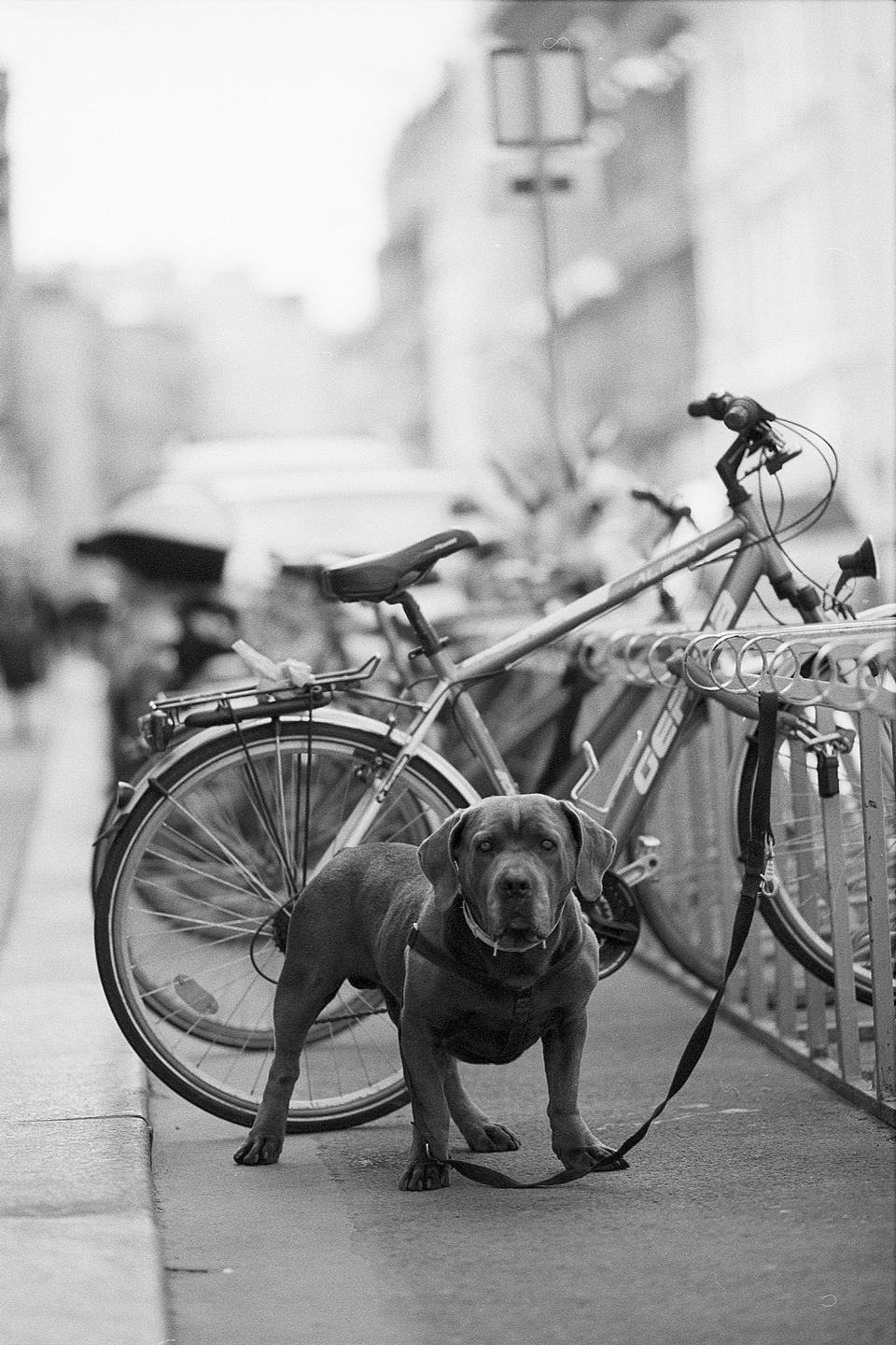 Free download high resolution image - free image free photo free stock image public domain picture  big dog keep watch and warding the bike