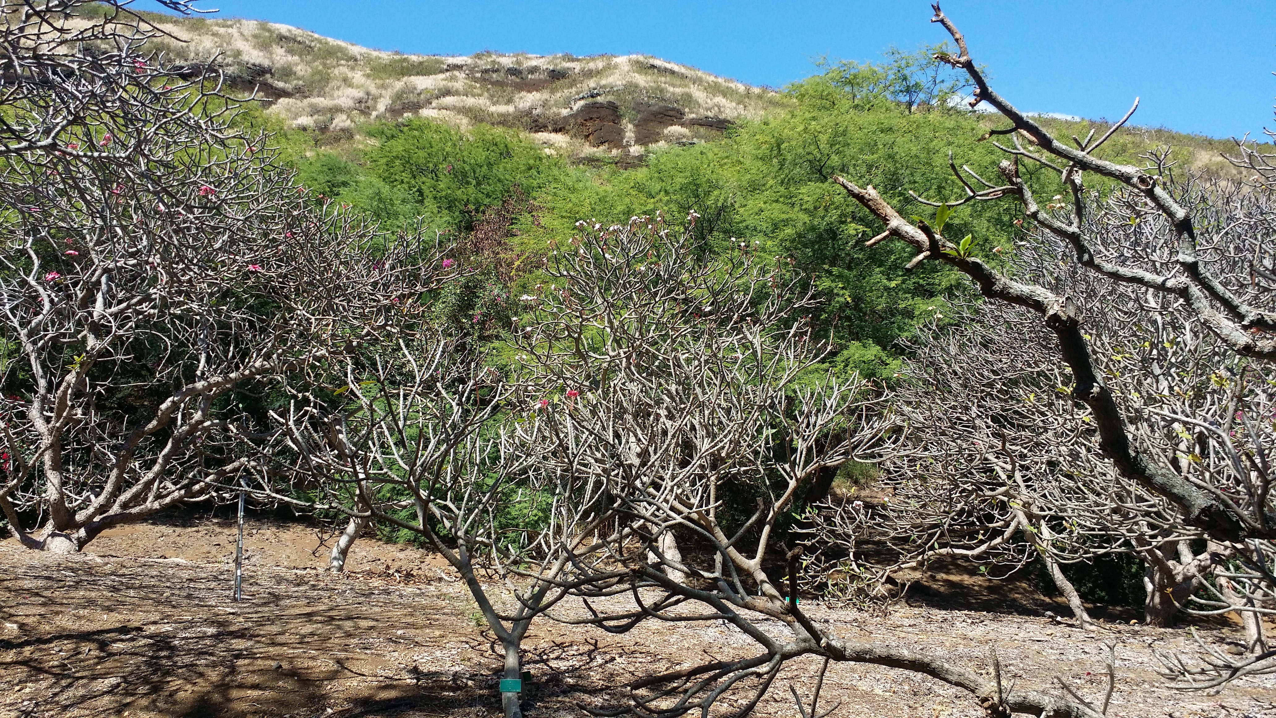 Free download high resolution image - free image free photo free stock image public domain picture -cactus trees inside the crater of Koko Head