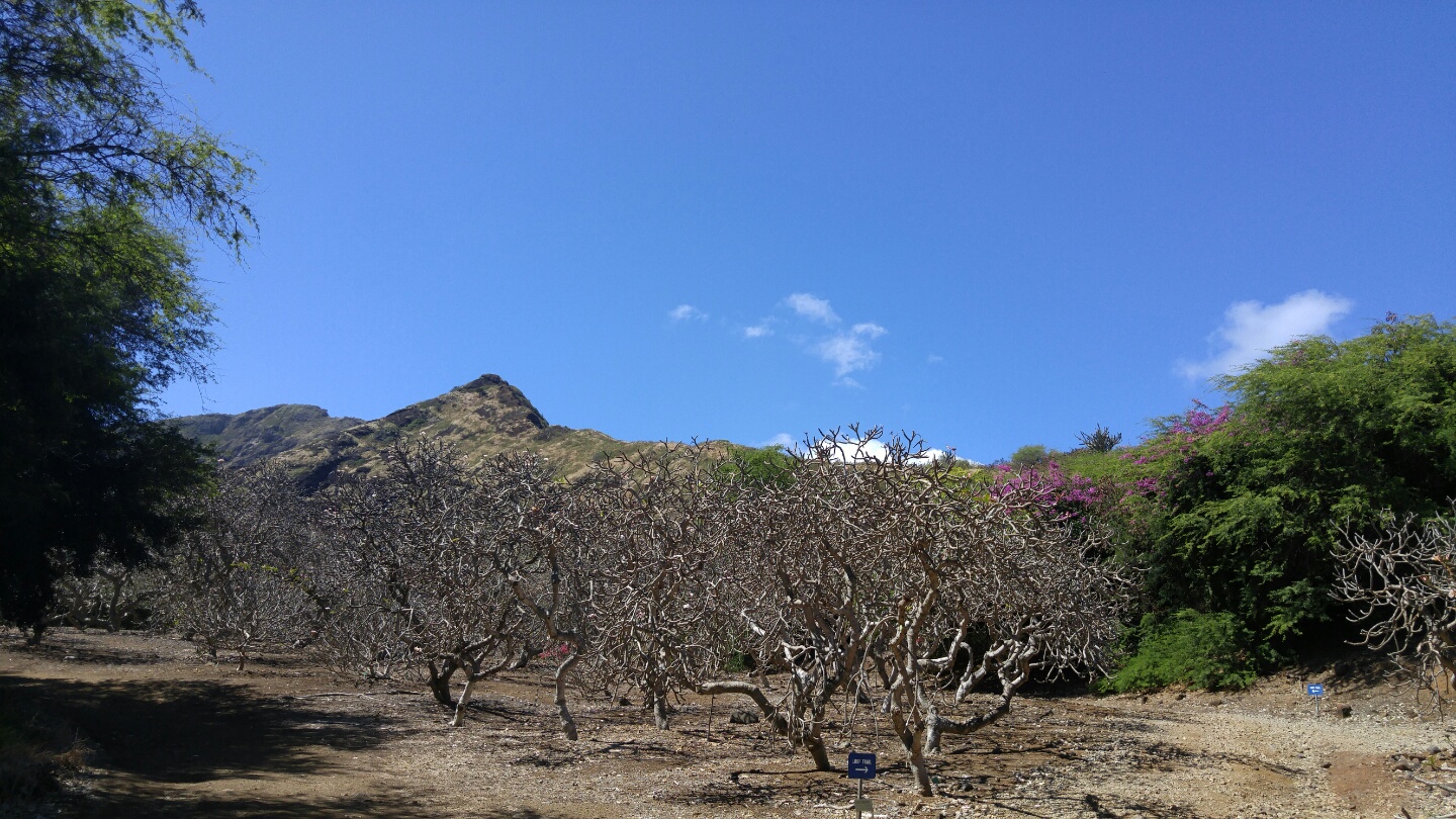 Free download high resolution image - free image free photo free stock image public domain picture -cactus trees inside the crater of Koko Head