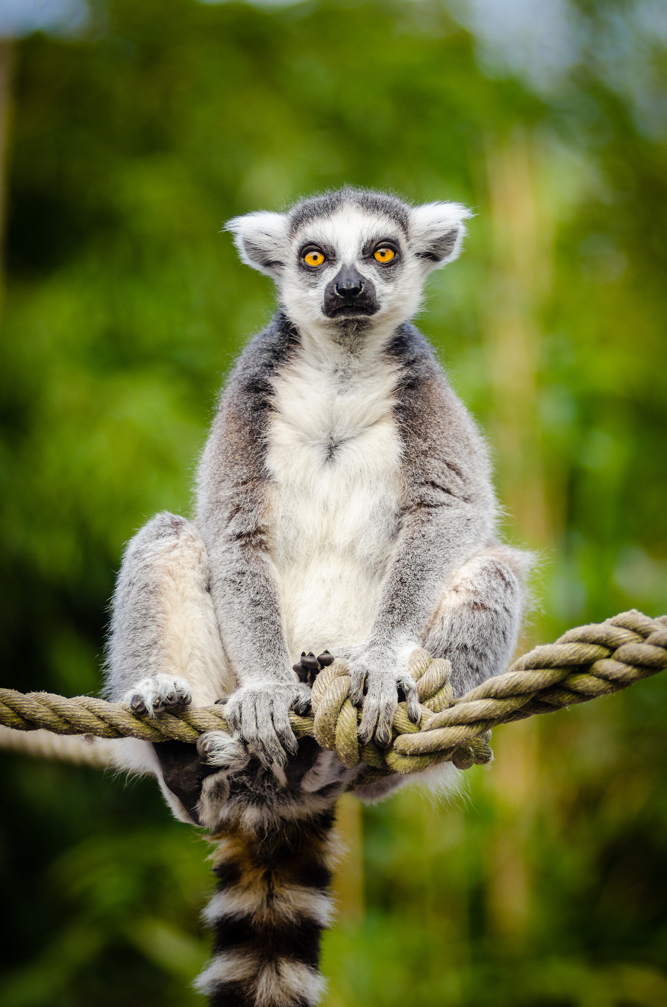 Free download high resolution image - free image free photo free stock image public domain picture -Ring-tailed lemur sitting on a tree