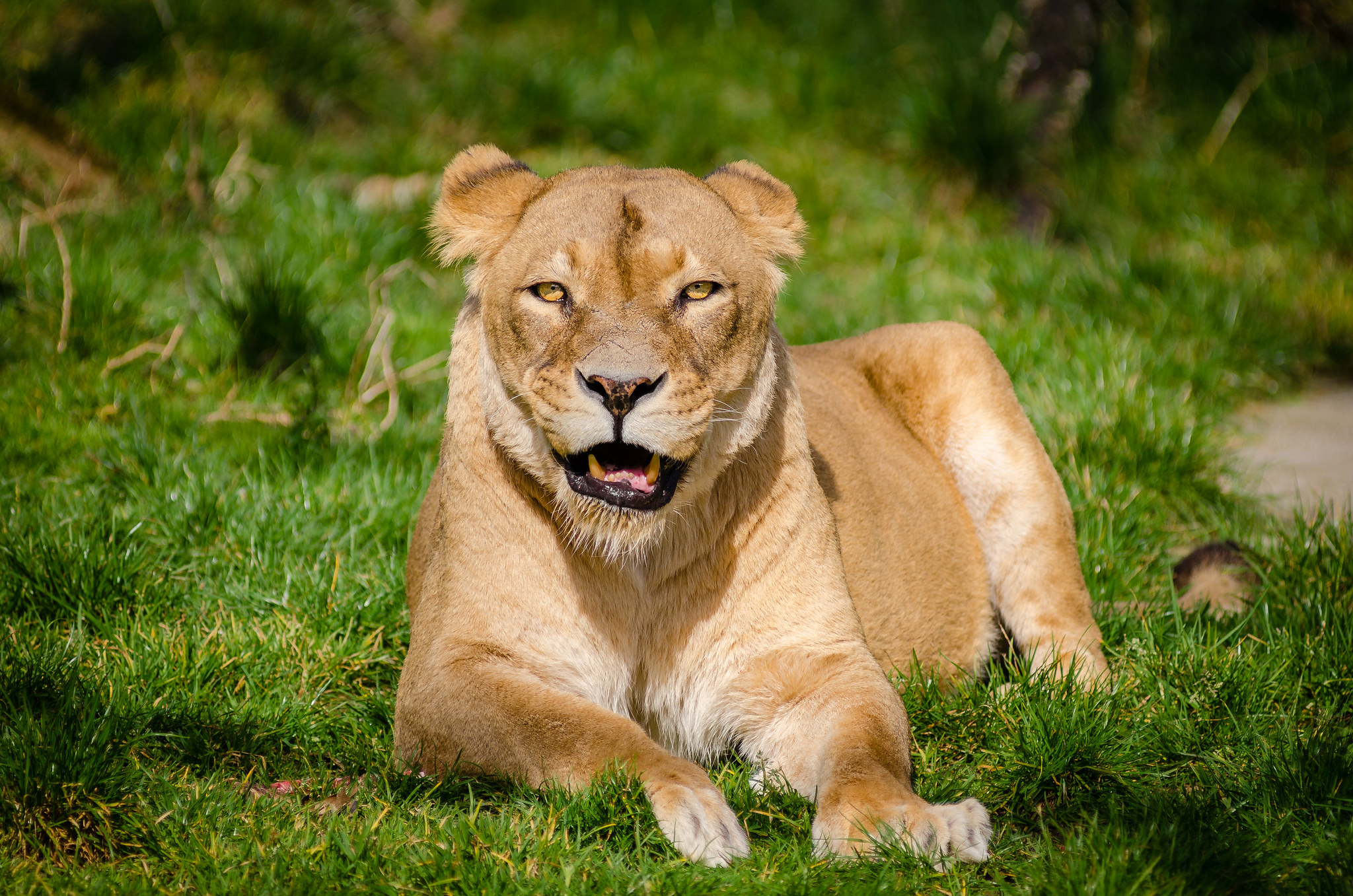 Free download high resolution image - free image free photo free stock image public domain picture -Closeup of lioness lying in the grass