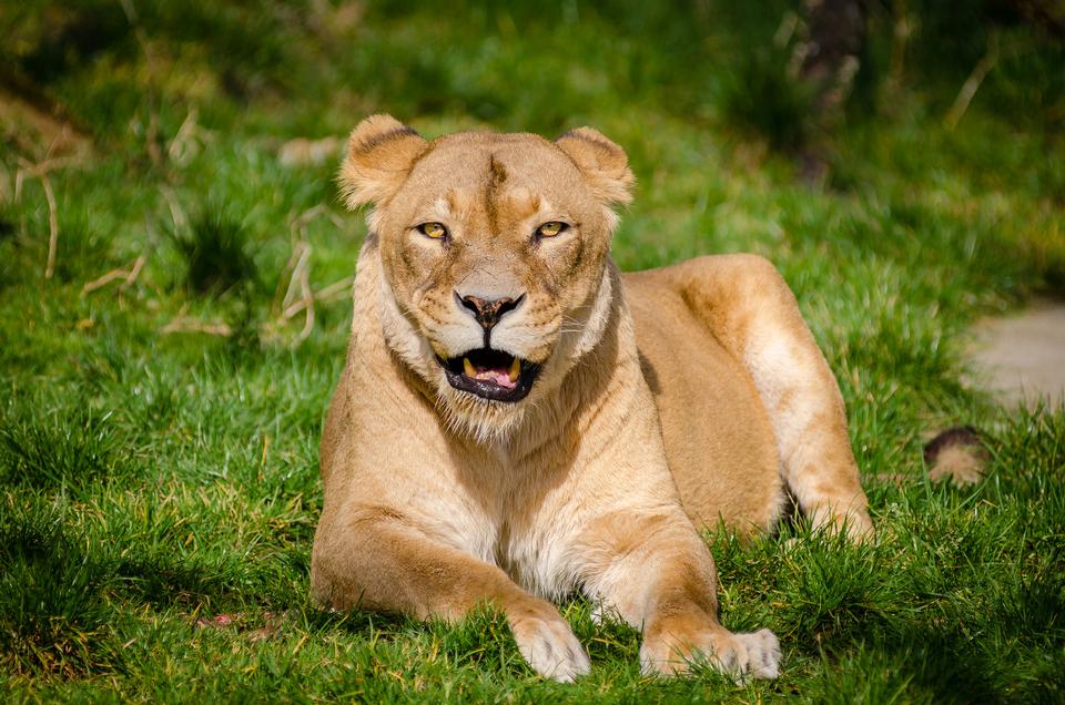 Free download high resolution image - free image free photo free stock image public domain picture  Closeup of lioness lying in the grass