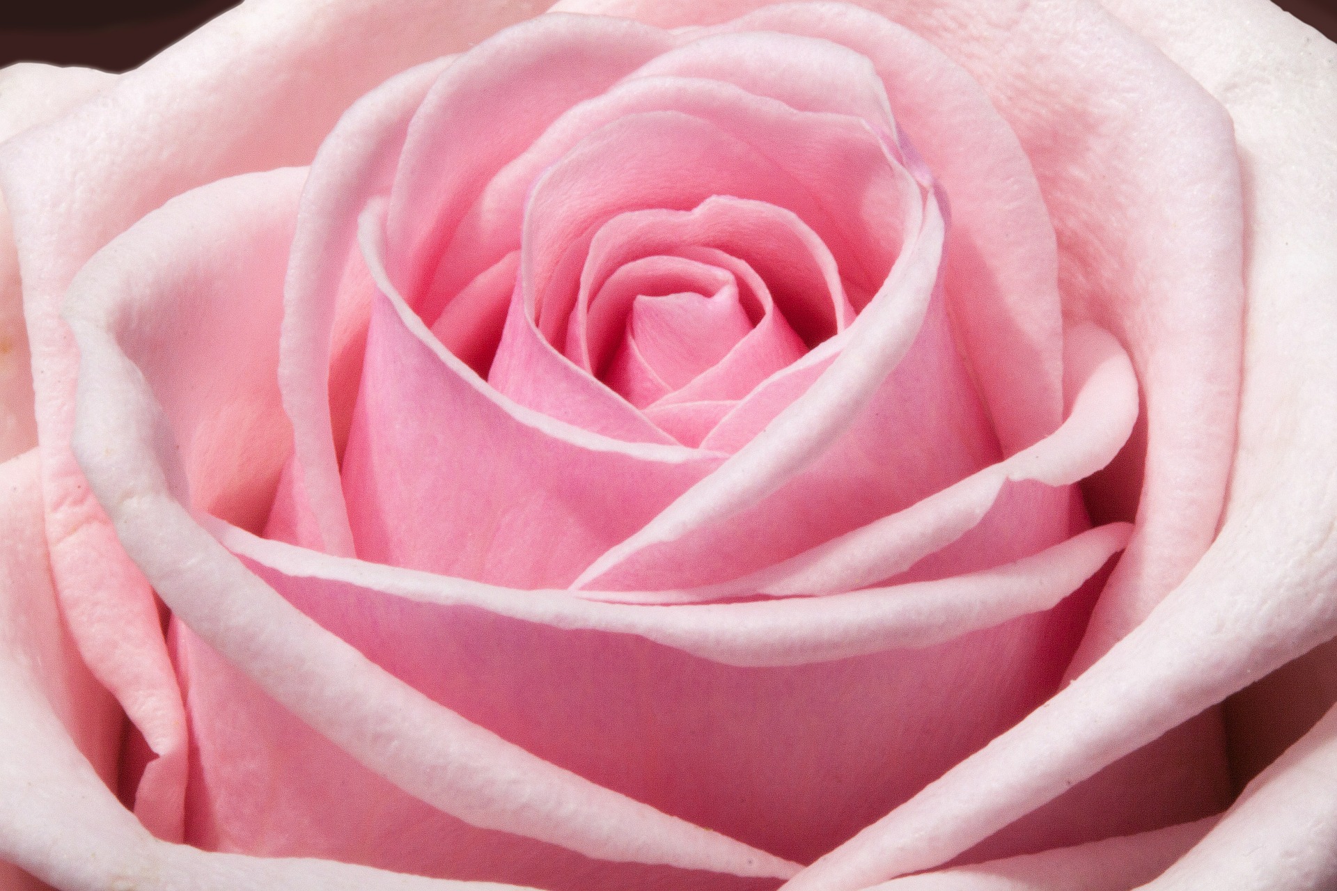 Free download high resolution image - free image free photo free stock image public domain picture -Pink Rose Flower