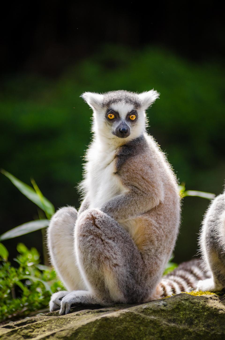 Free download high resolution image - free image free photo free stock image public domain picture  Ring-tailed lemur sitting on a tree